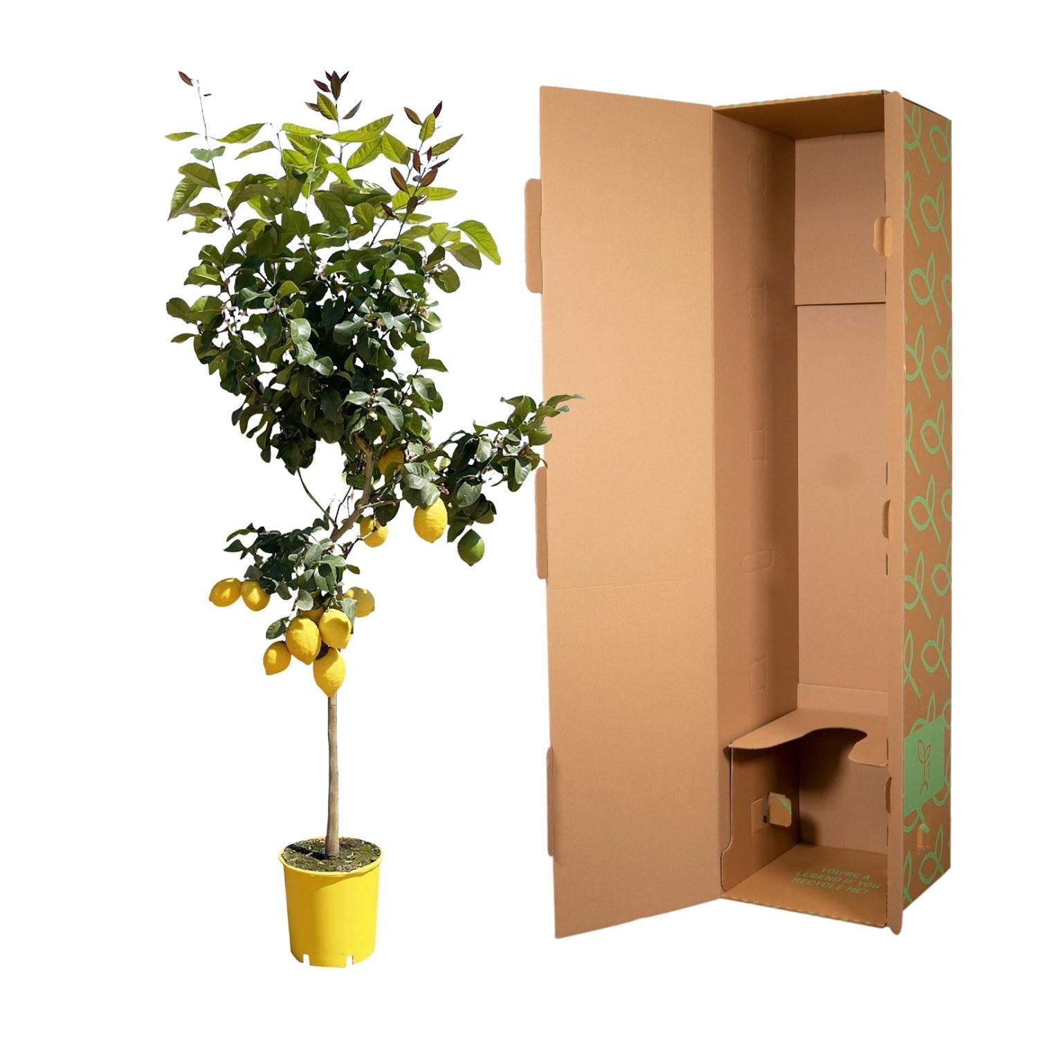 Zitronenbaum - Citrus Lemon | 150 cm | Ø24 cm