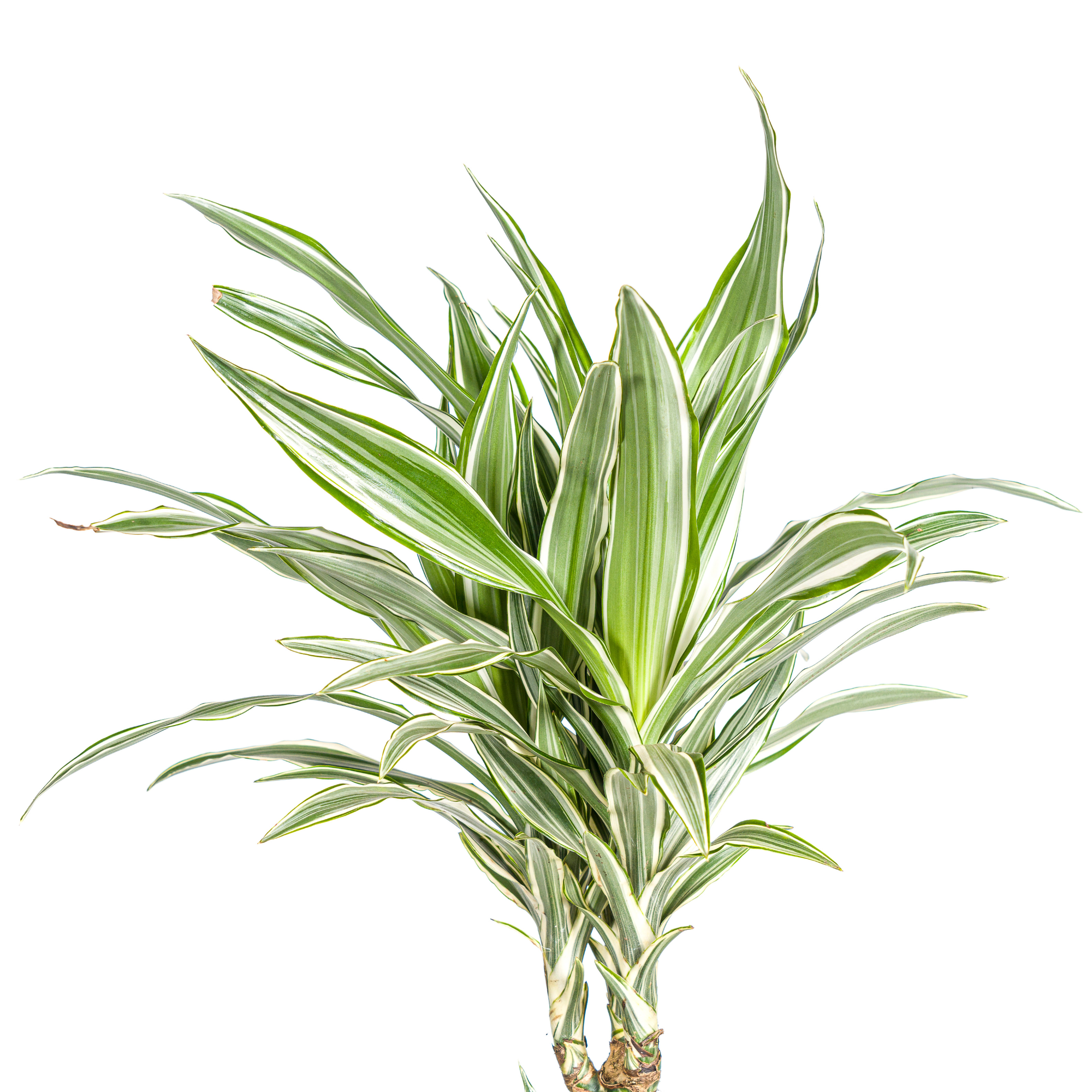 Drachenbaum - Dracaena Deremensis White Stripe | 130 - 150cm | Ø24cm