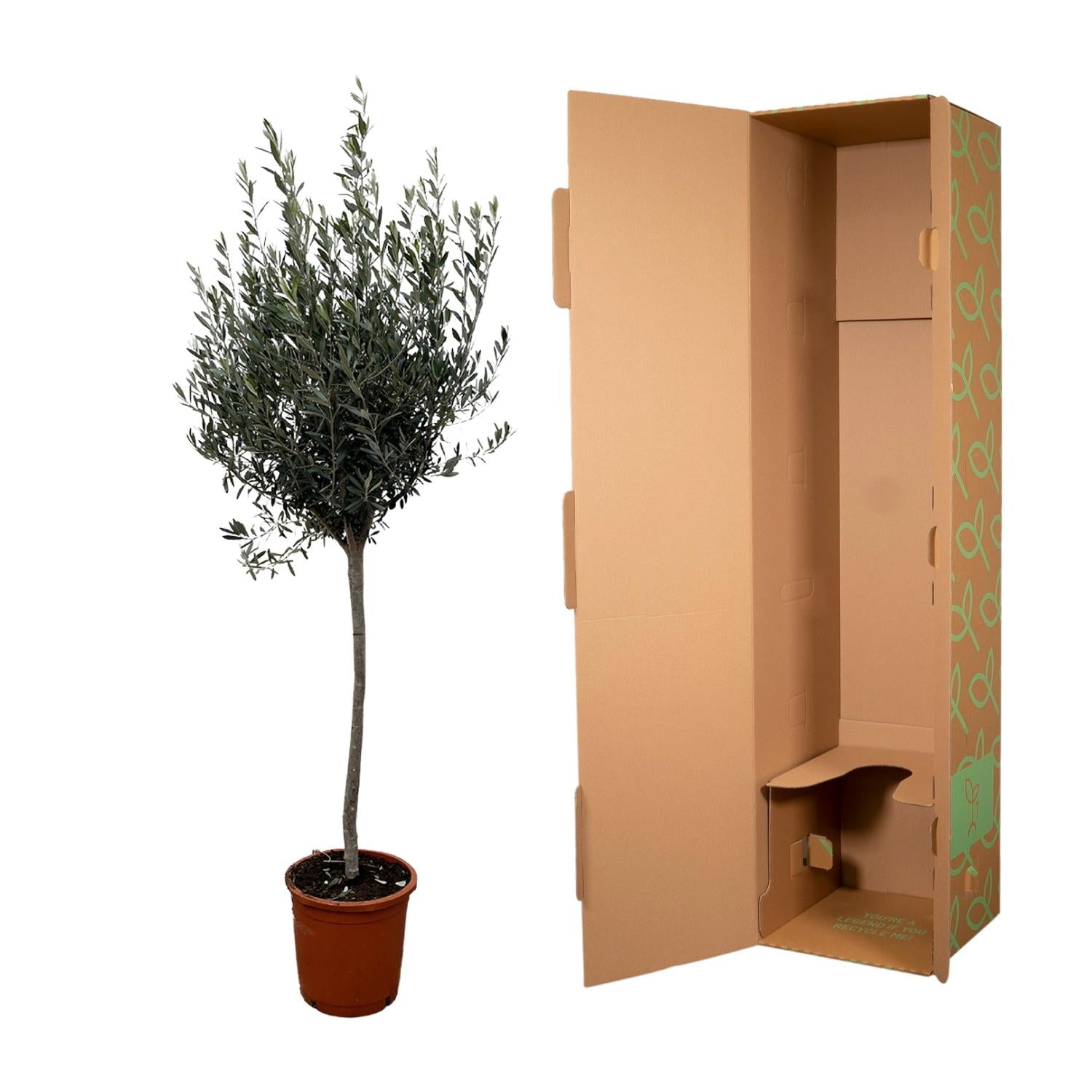 Olivenbaum auf Stamm - Olea Europaea | 160cm | Ø24