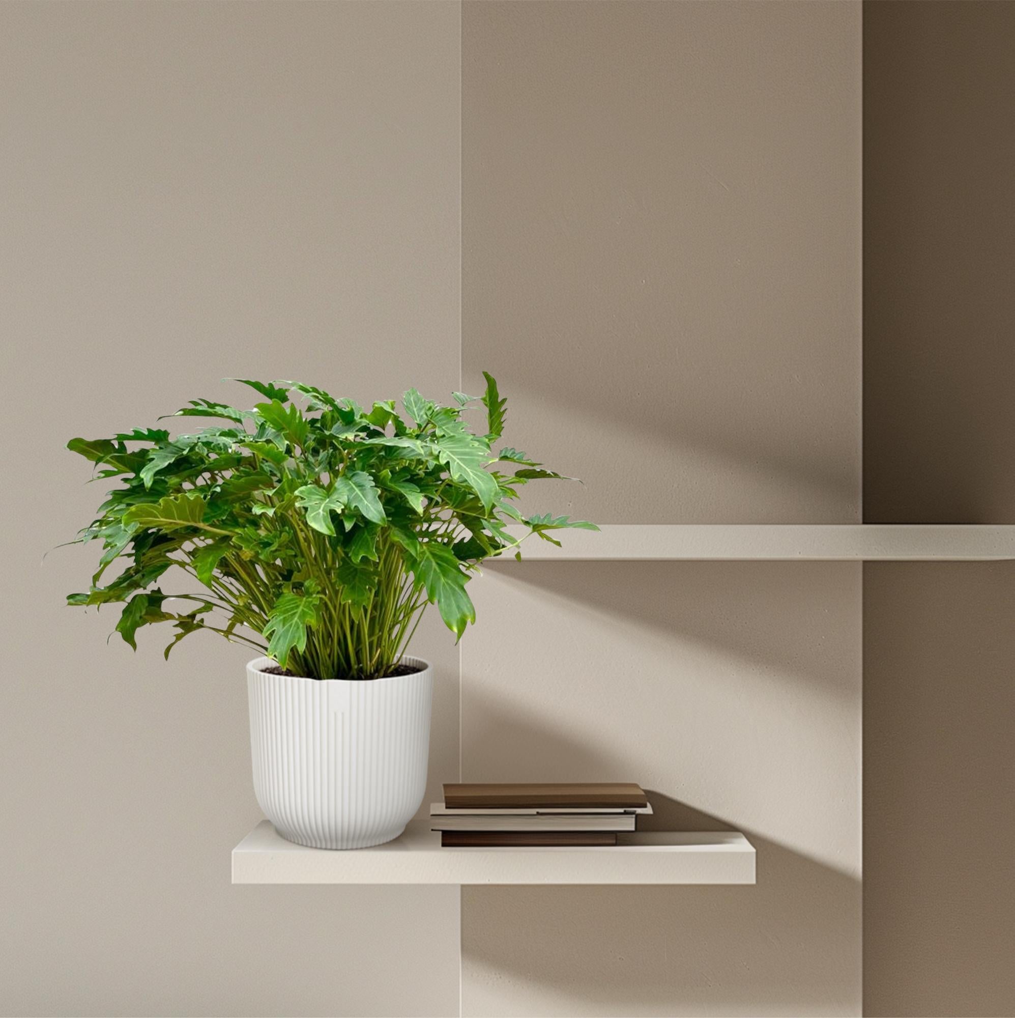Philodendron Xanadu - Philodendron | 80 cm | Ø27 cm