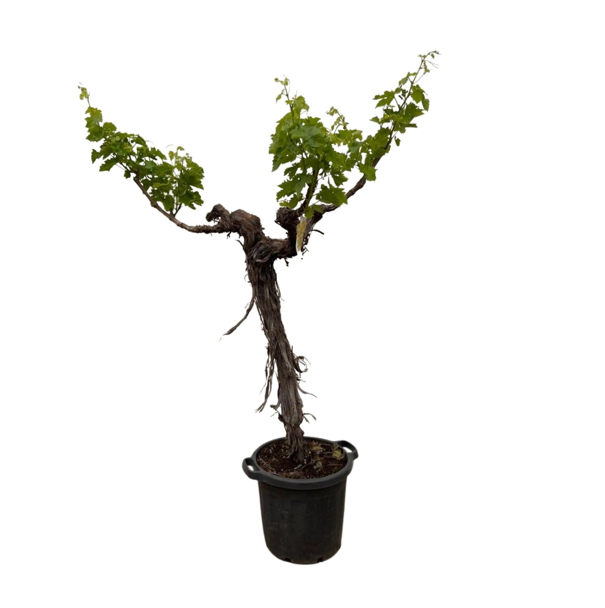 Weinrebe auf Stamm - Vitis Vinifera | 220cm | Ø55
