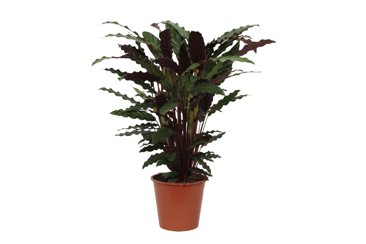 Korbmarante - Calathea Wavestar | 80 cm | Ø19cm