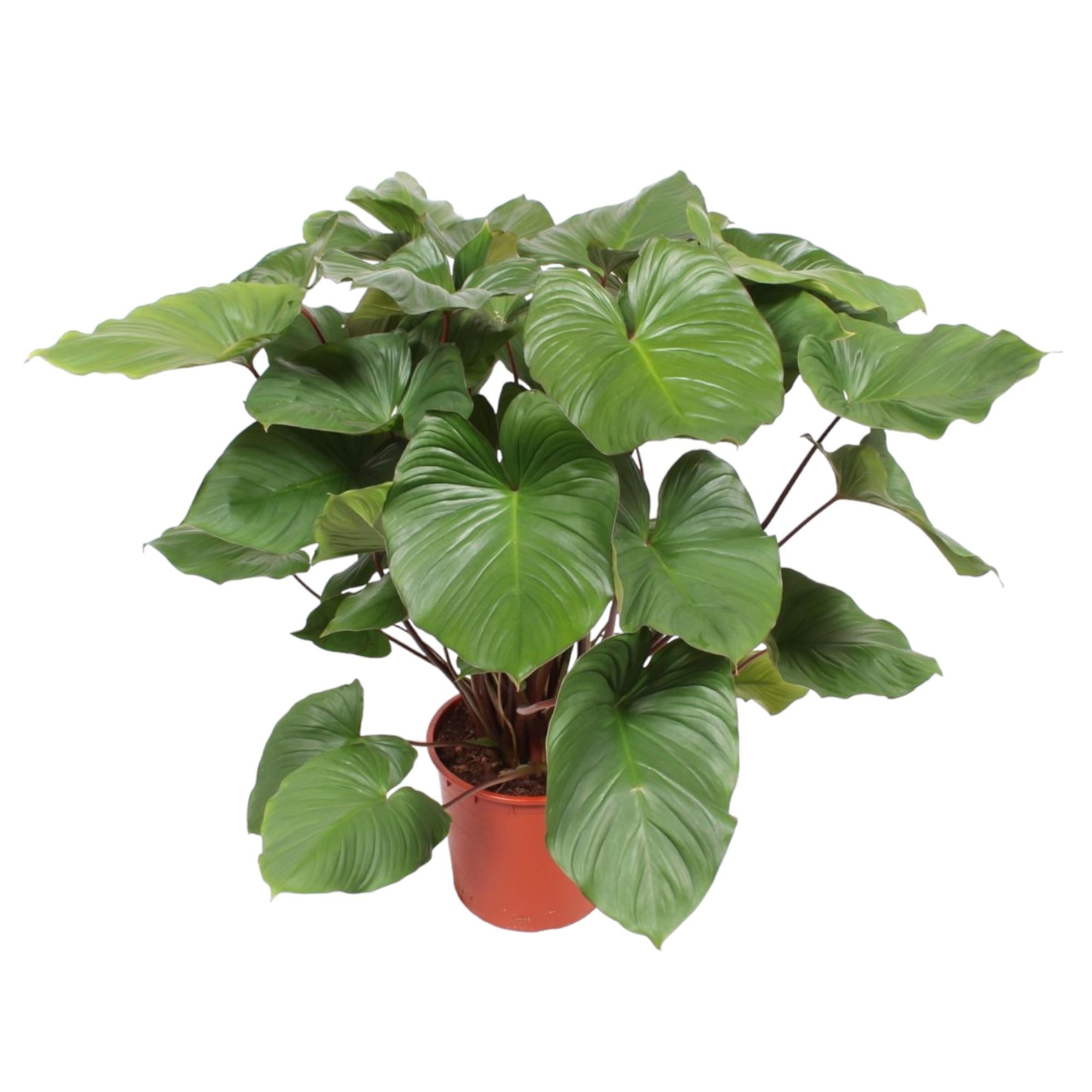 Homalomena Rubescens Maggy - Homalomena | 130 cm | Ø34 cm