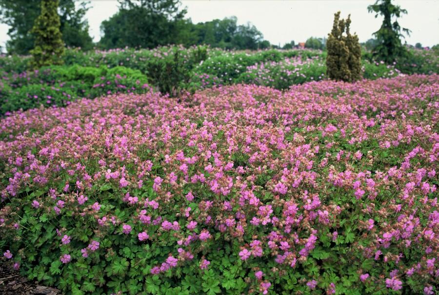 48x Kantabrischer Storchschnabel - Geranium cant. 'Cambridge' | 10-25cm | Ø9cm