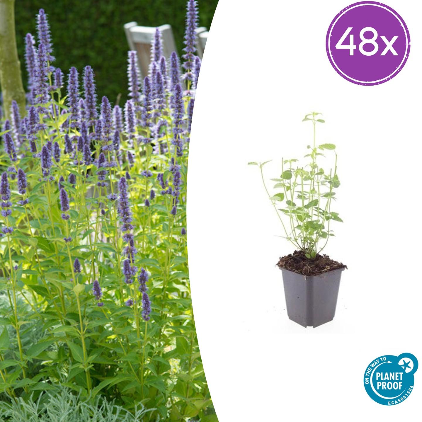 48x Duftnessel - Agastache 'Black Adder' | 10-25cm | Ø9cm