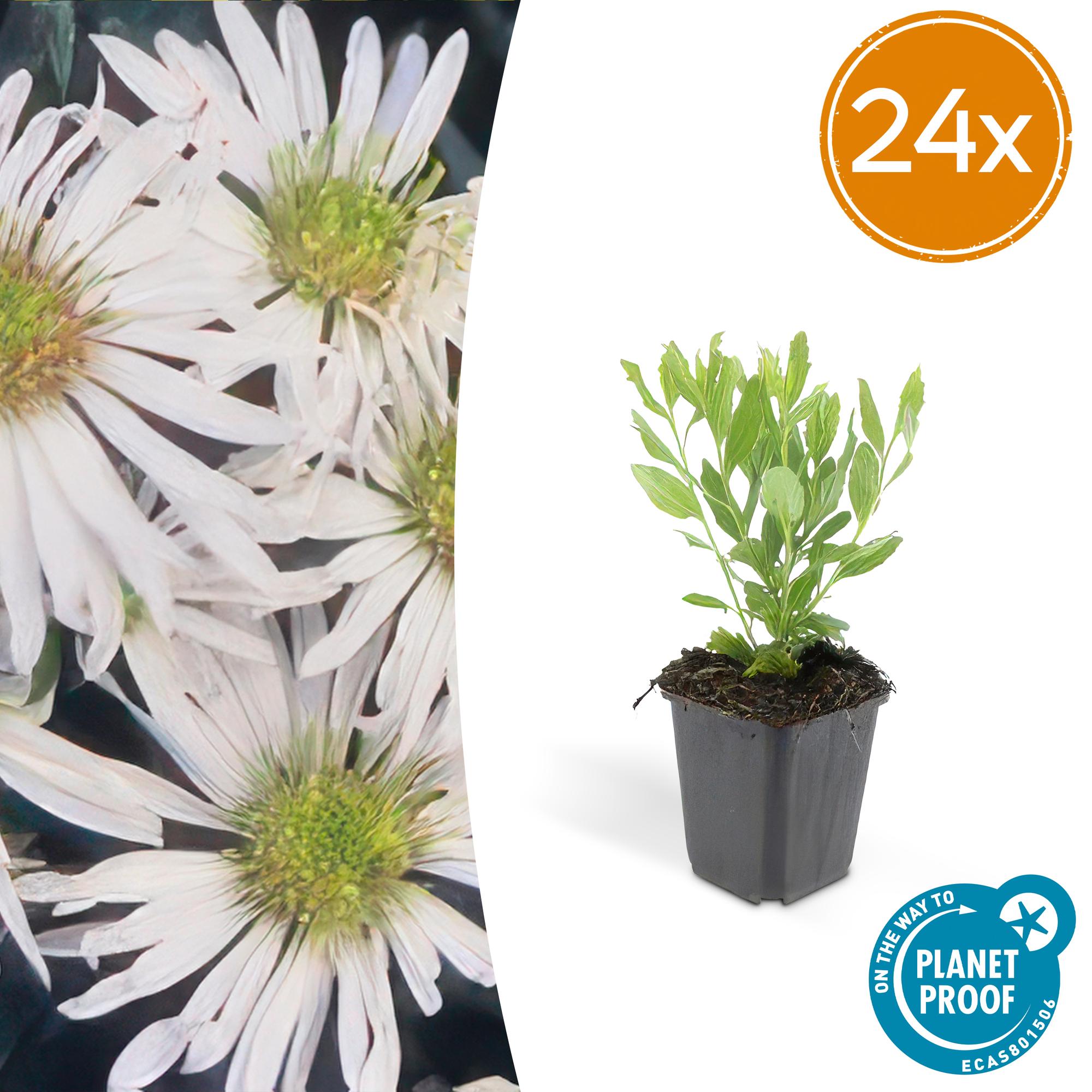 24x Herbstaster - Aster ageratoides 'Ashvi' | 10-25cm | Ø9cm