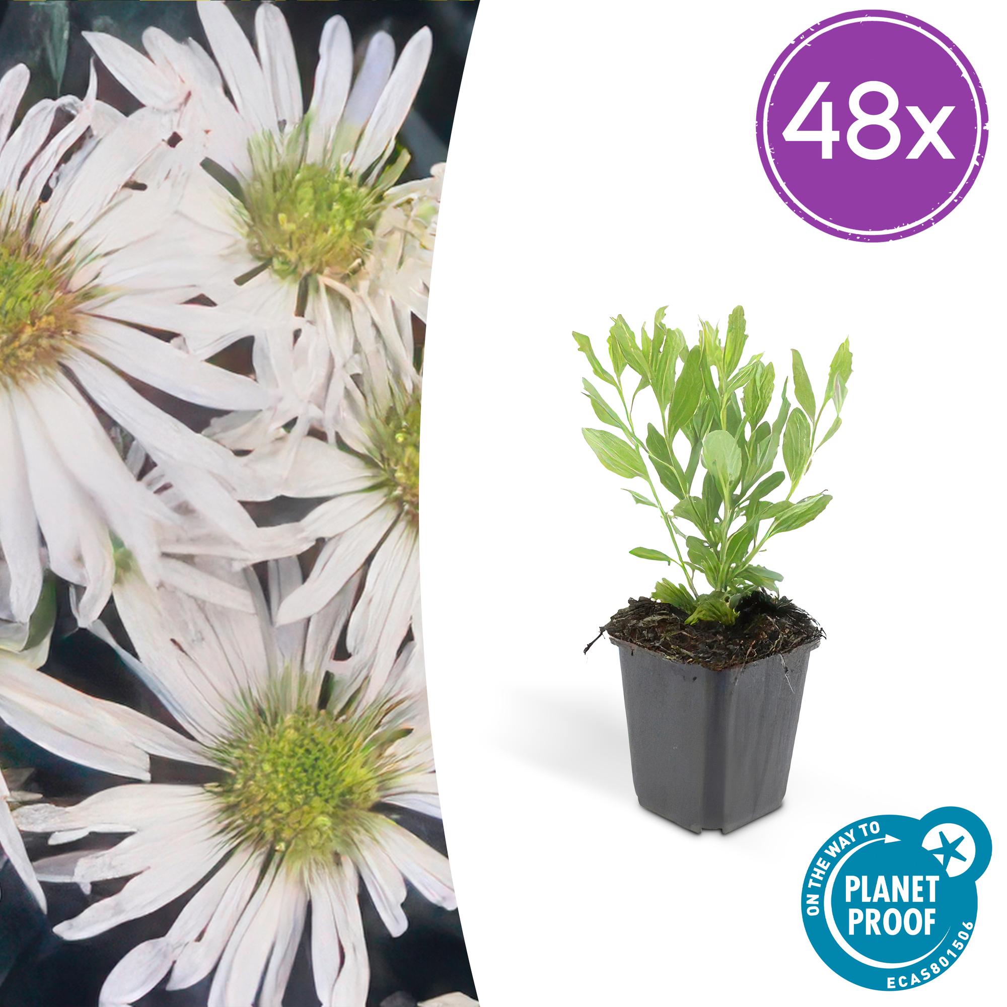 48x Herbstaster - Aster ageratoides 'Ashvi' | 10-25cm | Ø9cm