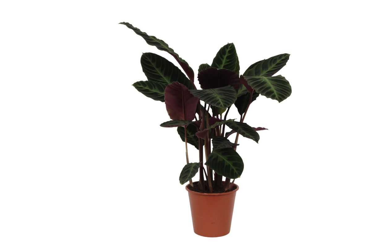 Samtige Korbmarante - Calathea Warscewiczii | 80 cm| Ø19cm