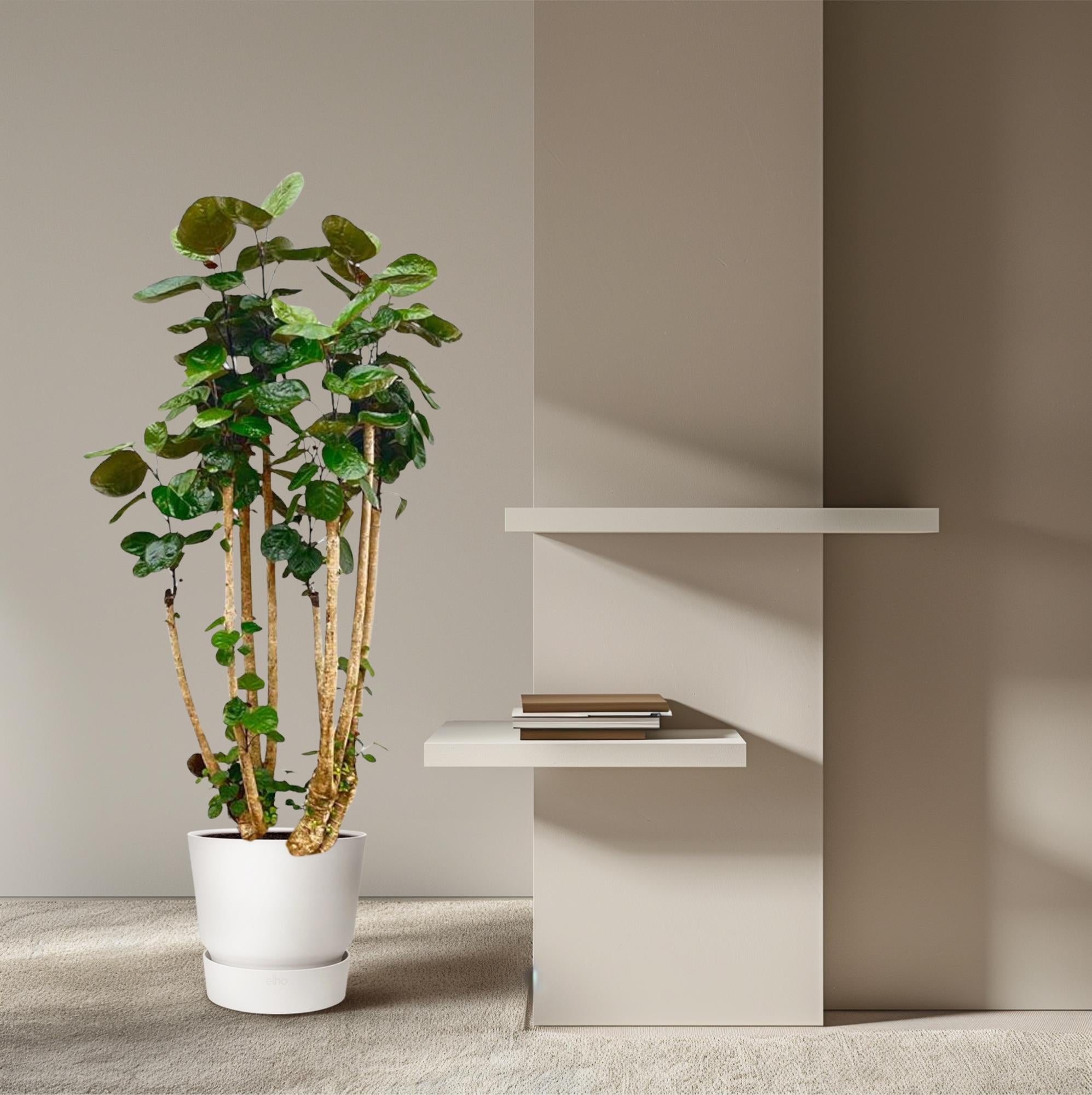 Polyscias Fabian - Fiederaralie XXL | 150 cm | Ø30 cm