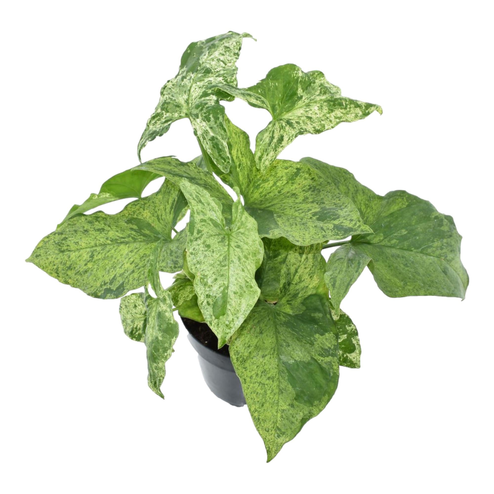 Pfeilblatt - Syngonium Mottled | 25 cm | Ø12 cm