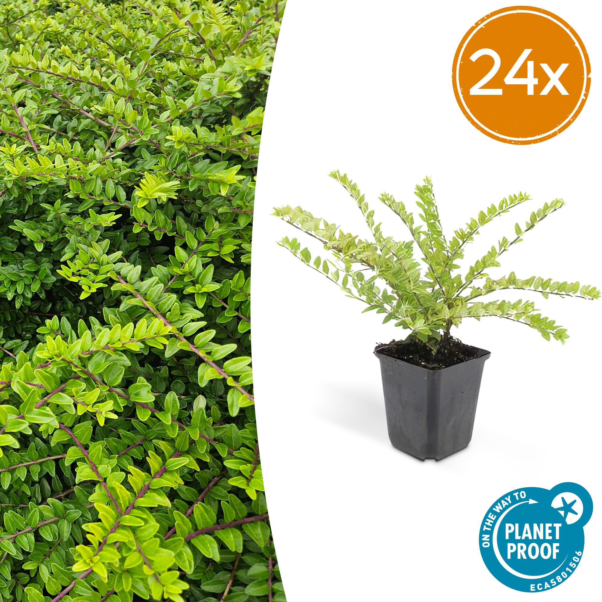 24x Maigrün-Heckenkirsche - Lonicera nit. 'Maigrün' | 10-25cm | Ø9cm