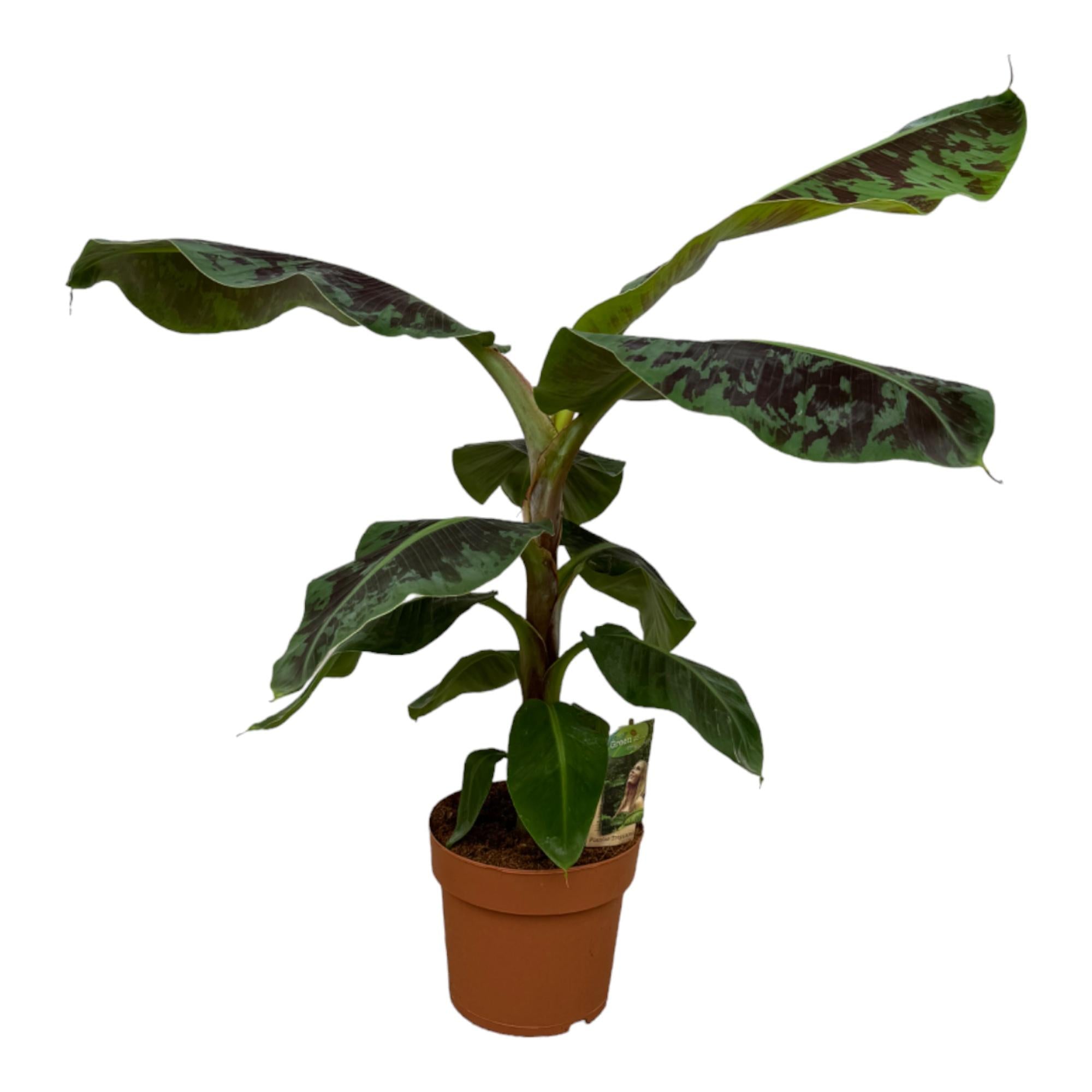 Bananenpflanze (Musa) - Tropische Banane | 80 cm | Ø19 cm