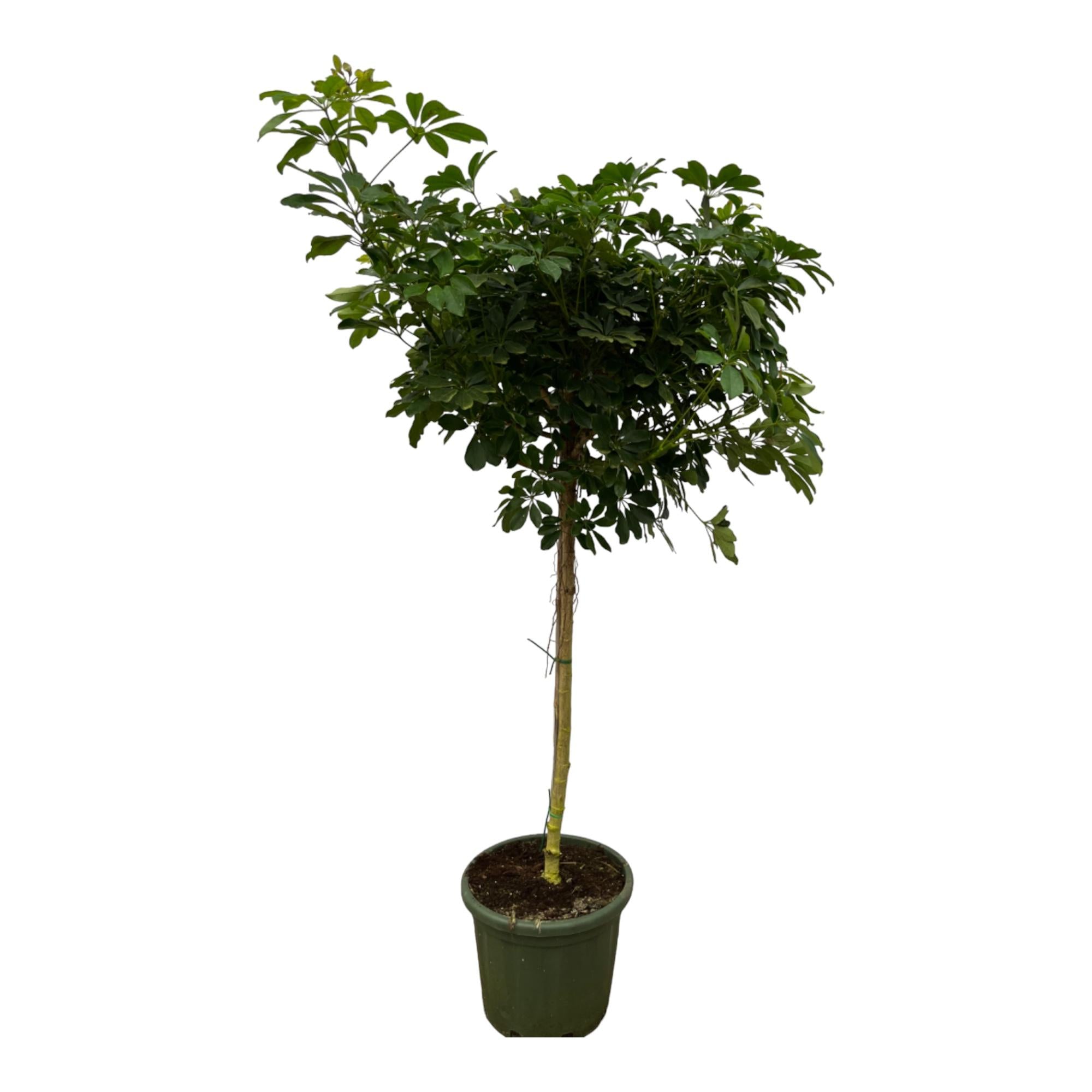 Strahlenaralie auf Stamm - Schefflera Nora | 220 cm | Ø45cm