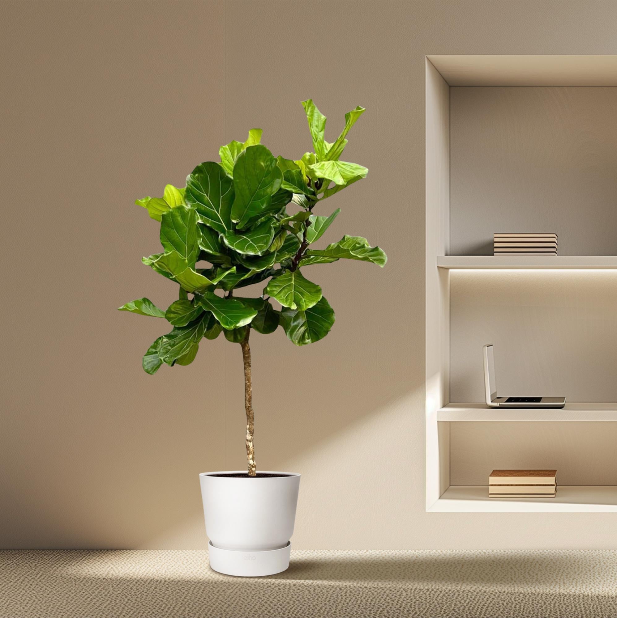 Ficus Lyrata - Geigenfeige XXL | 200 cm | Ø40 cm