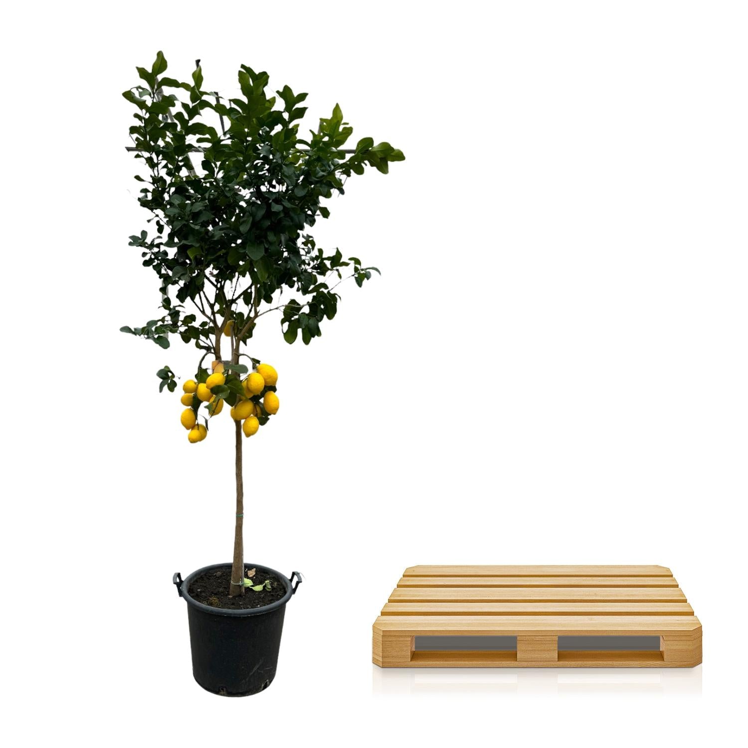Zitronenbaum - Citrus Lemon | 260 cm | Ø50cm