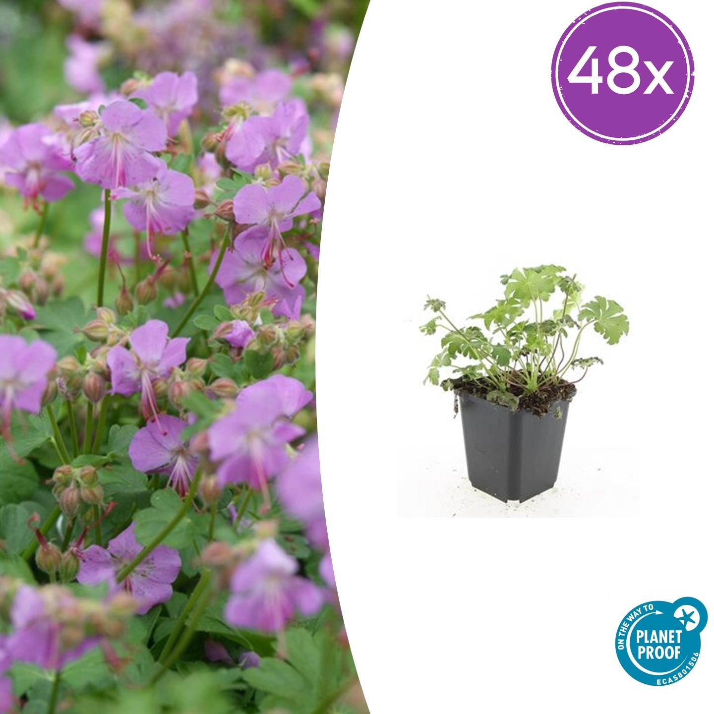 48x Kantabrischer Storchschnabel - Geranium cant. 'Cambridge' | 10-25cm | Ø9cm