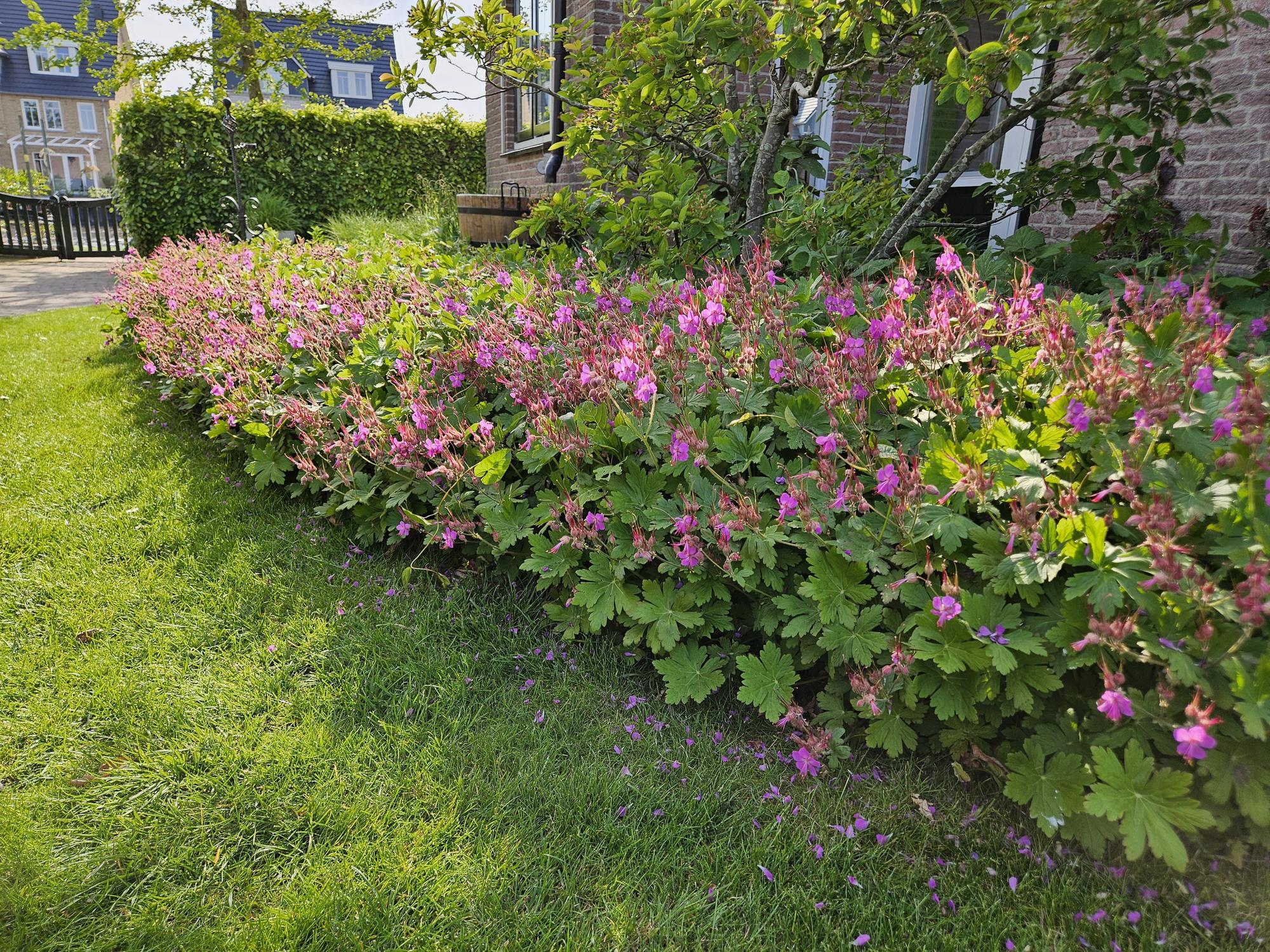24x Großes Storchschnabel - Geranium macrorrhizum | 10-25cm | Ø9cm