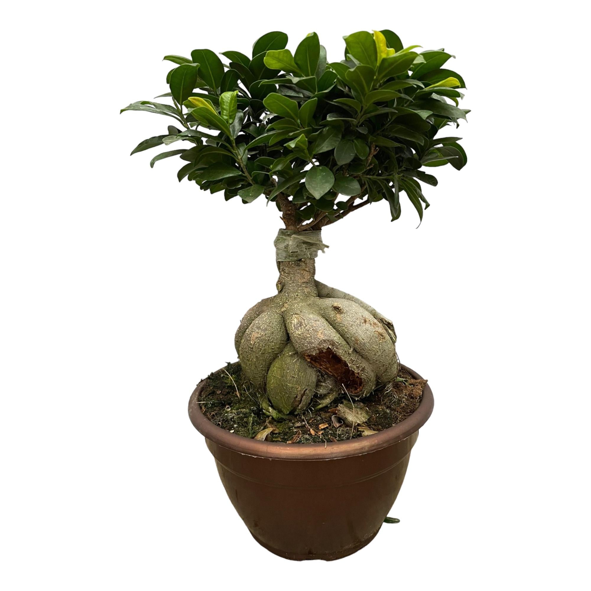 Bonsai-Feige - Ficus Microcarpa Ginseng | 50 cm | Ø25cm