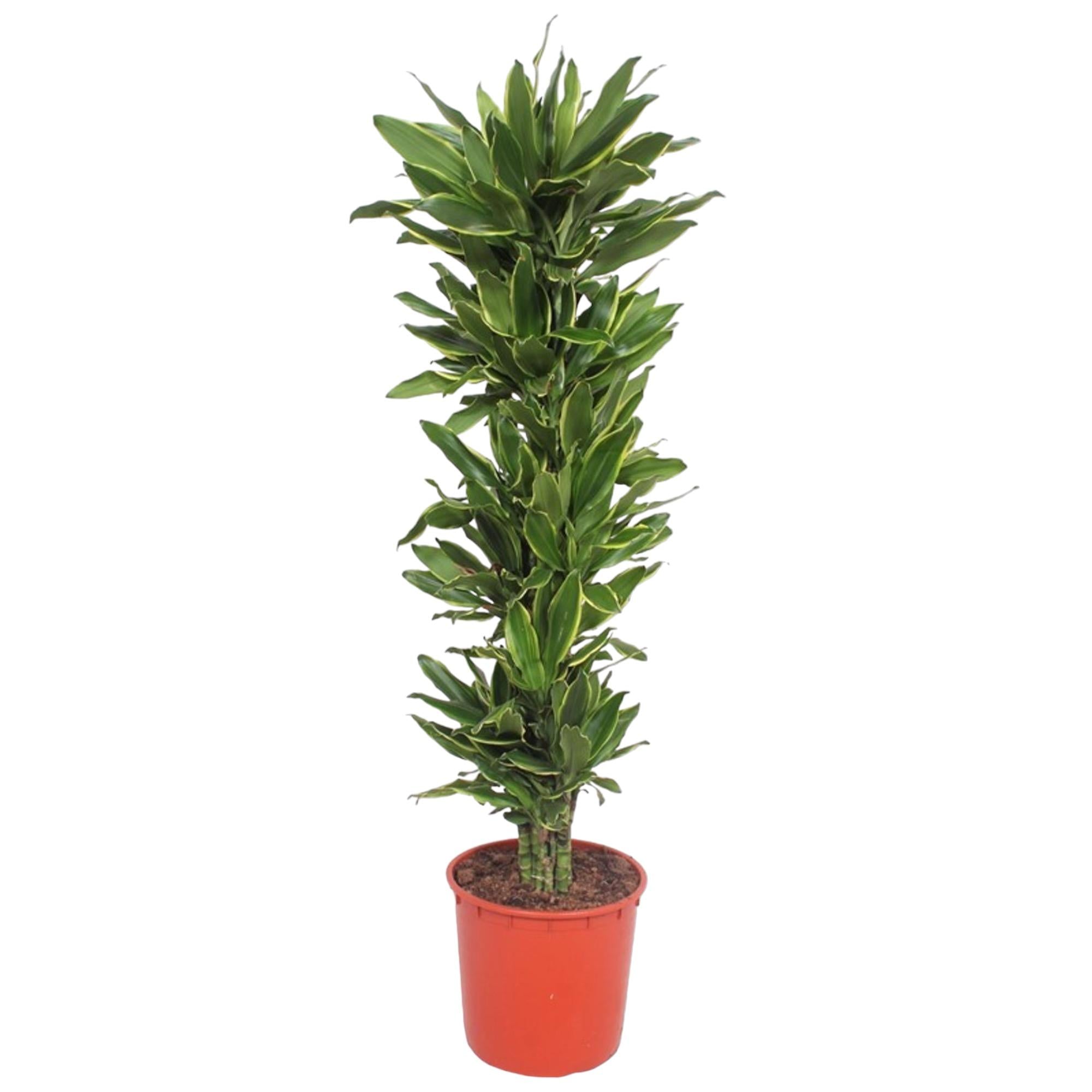 Drachenbaum – Dracaena Golden Coast | 200cm | Ø34cm