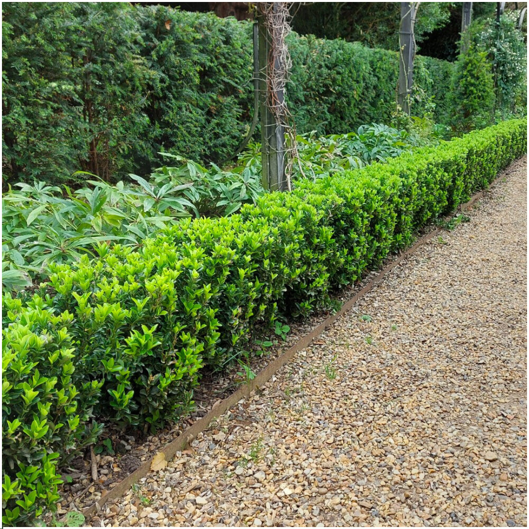 48x Pfaffenhütchen 'Green Spire' – Euonymus japonicus | für 6m Hecke | Ø7 cm | 15 cm