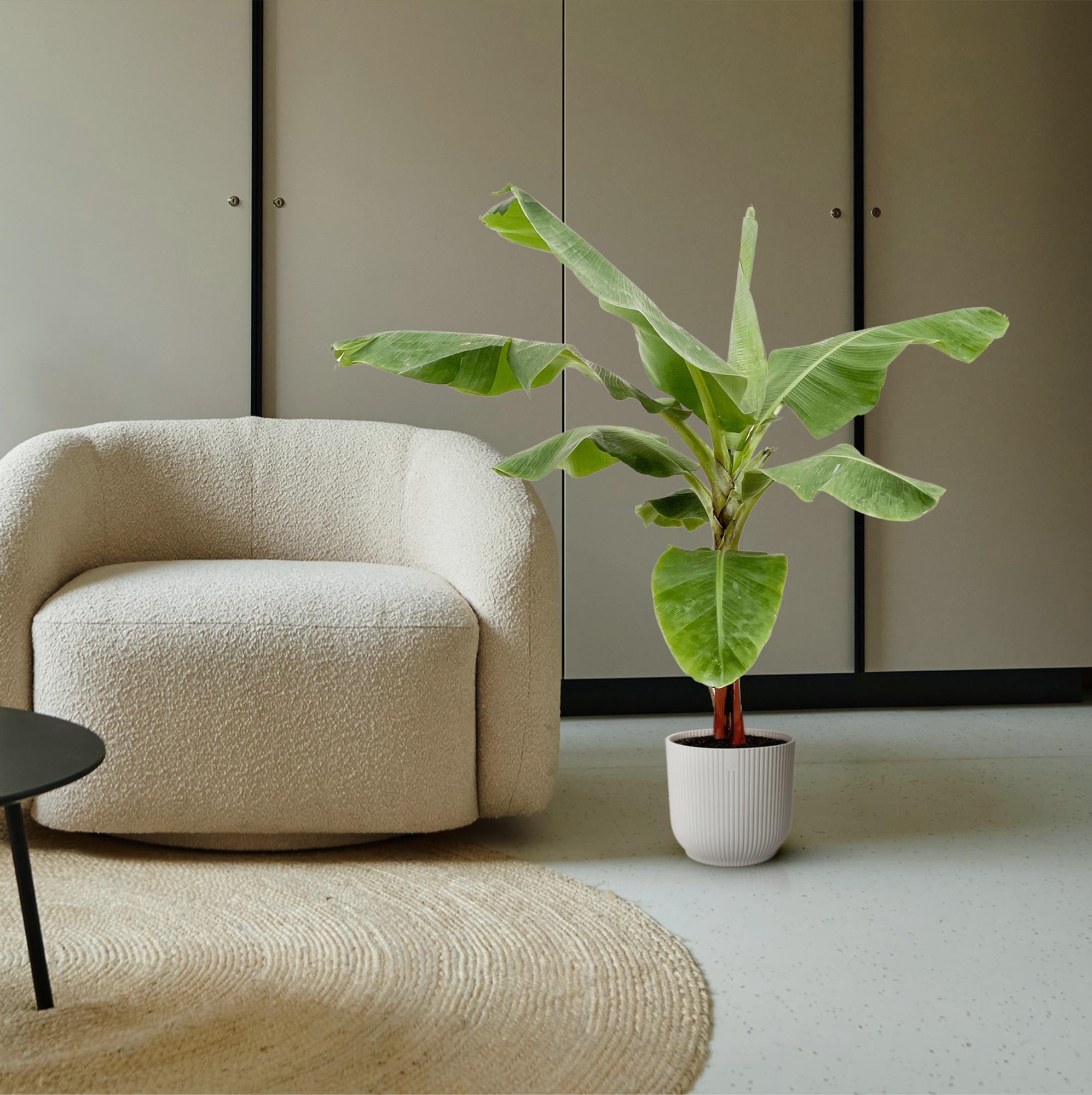 Bananenpflanze – Musa | 170 cm | Ø30 cm