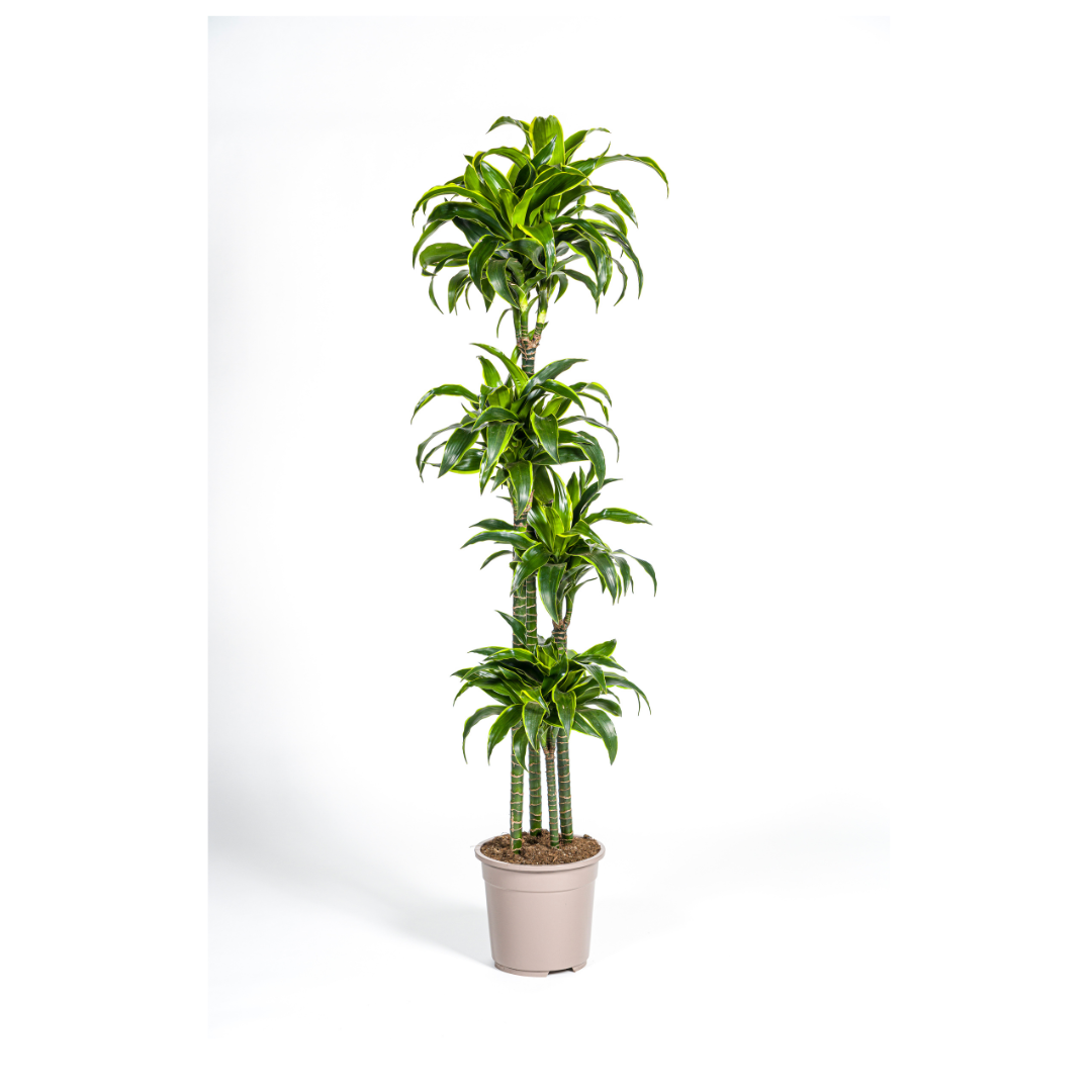 Goldener Drachenbaum - Dracaena Deremensis Dorado | 170 - 190cm | Ø27cm
