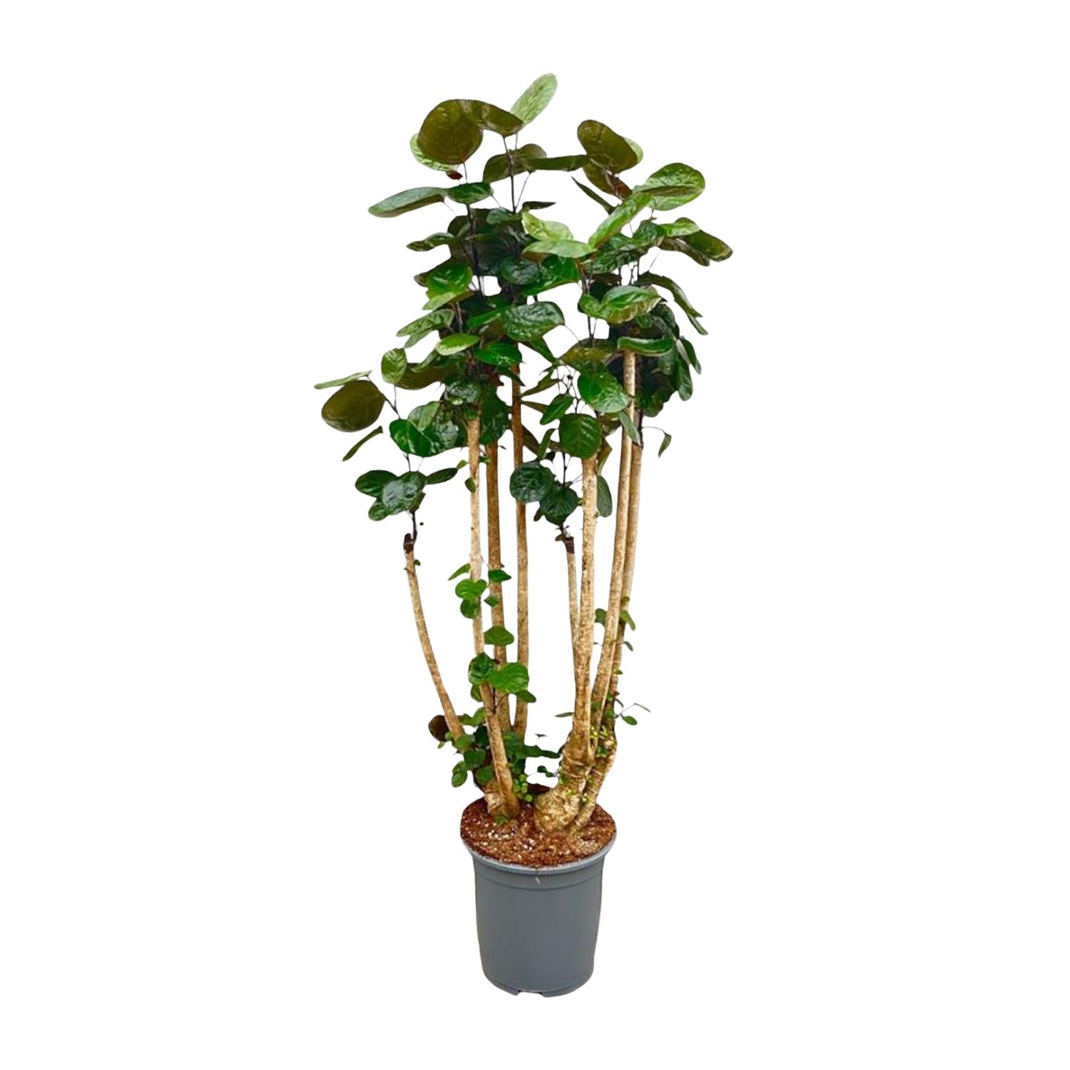 Polyscias Fabian - Fiederaralie XXL | 150 cm | Ø30 cm
