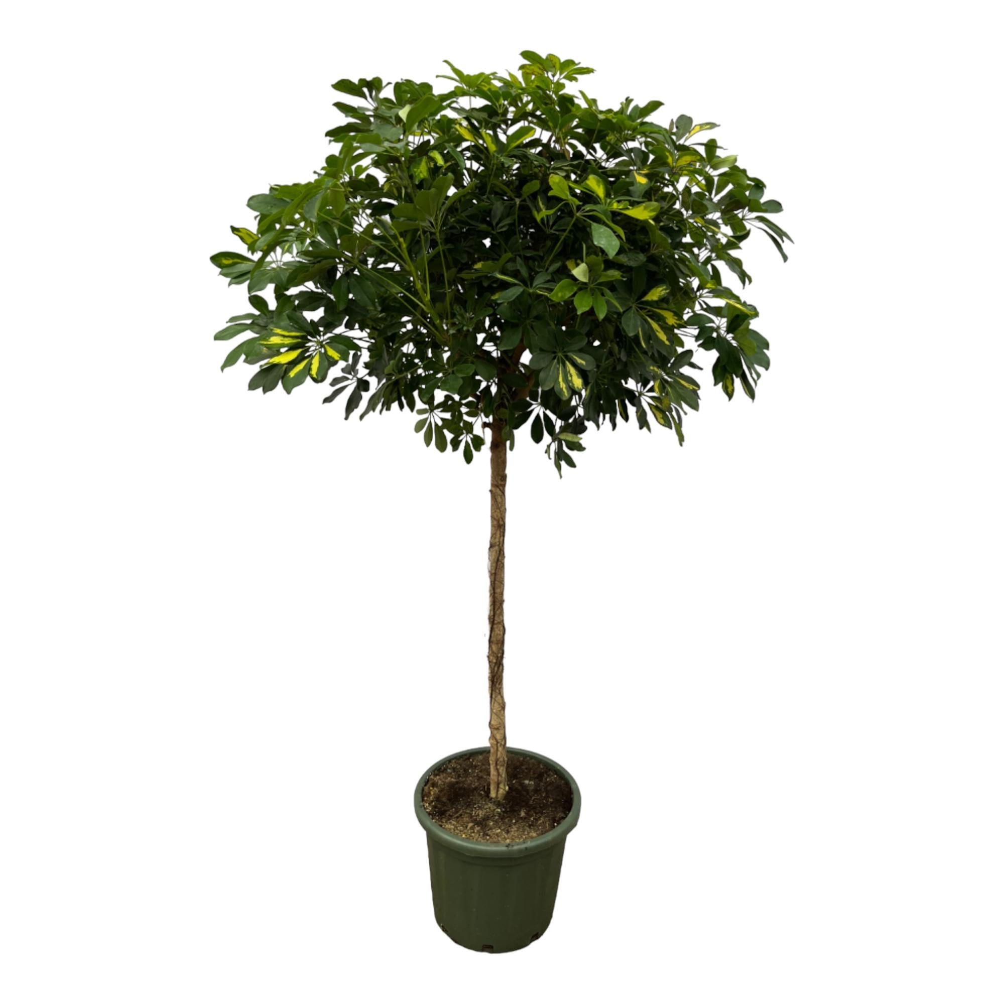 Strahlenaralie auf Stamm - Schefflera Gold Capella | 180 cm | Ø45cm
