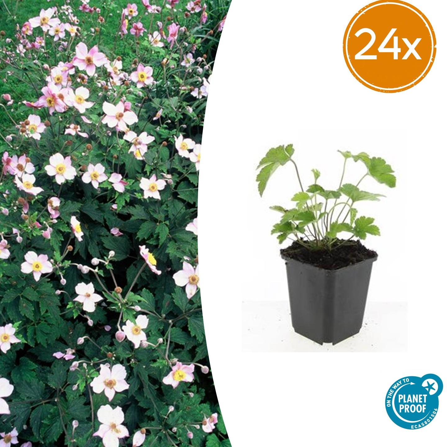 24x Japanische Herbstanemone - Anemone tom. 'Robustissima' | ↕10-25cm | Ø9cm