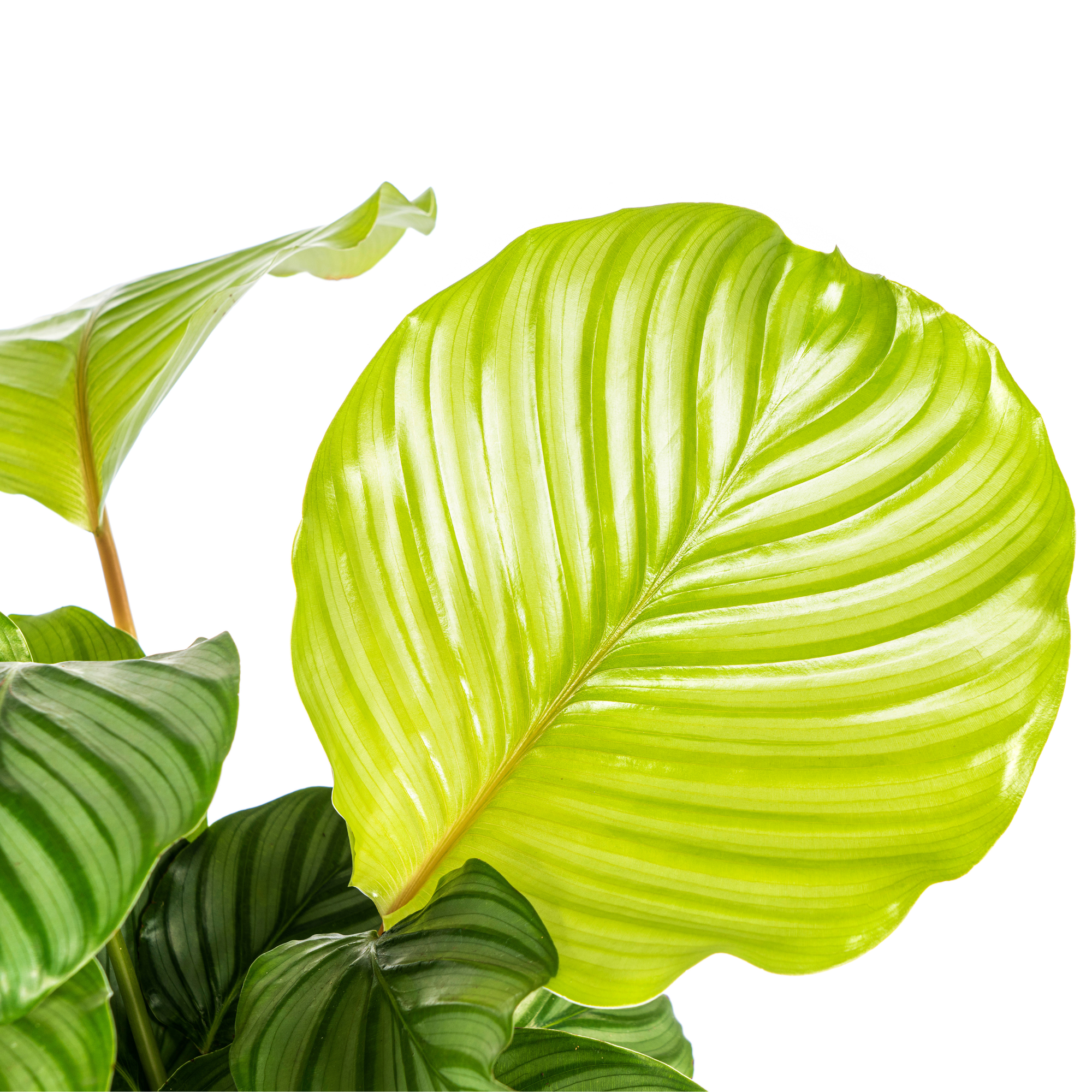 Korbmarante - Calathea Orbifolia | 40 - 50cm | Ø17cm