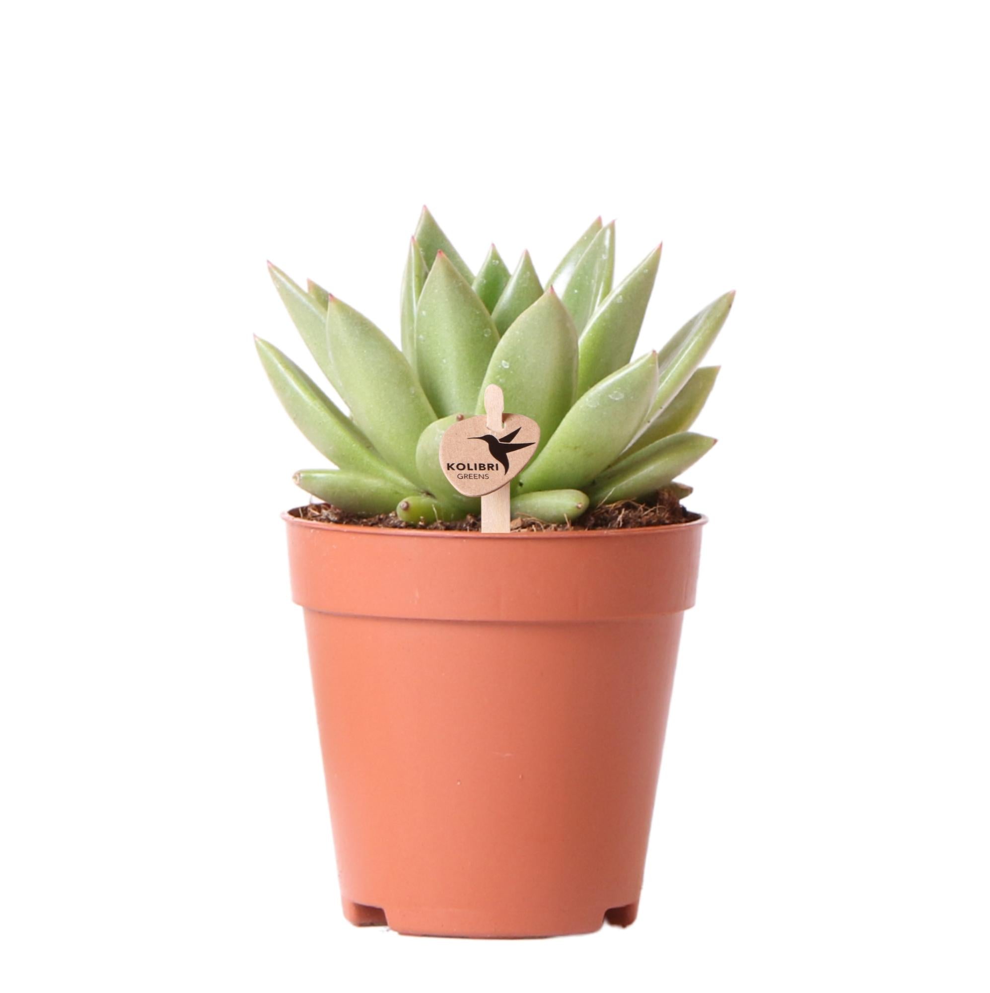 Echeveria Miranda – Sukkulente Zimmerpflanze | Ø9 cm