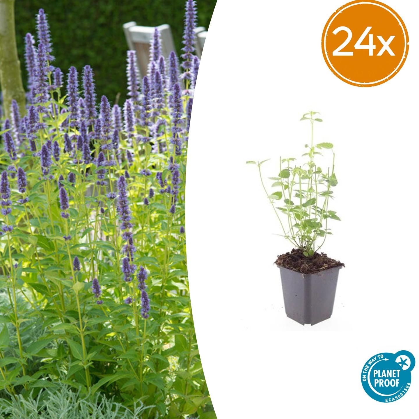 24x Duftnessel - Agastache 'Black Adder' | 10-25cm | Ø9cm