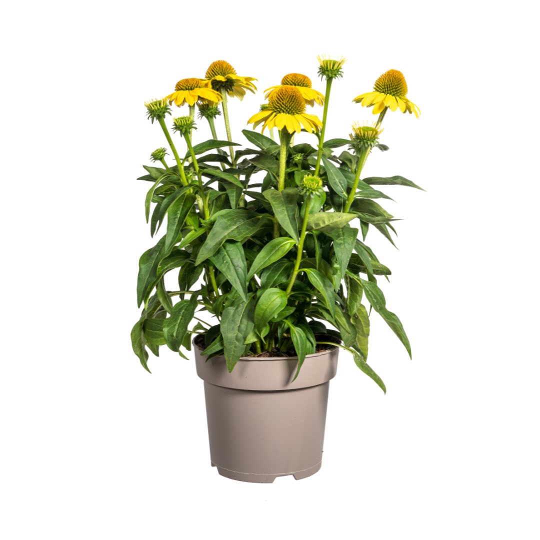 Purpur-Sonnenhut - Echinacea purpurea Yellow | 60-70 cm | Ø19 cm