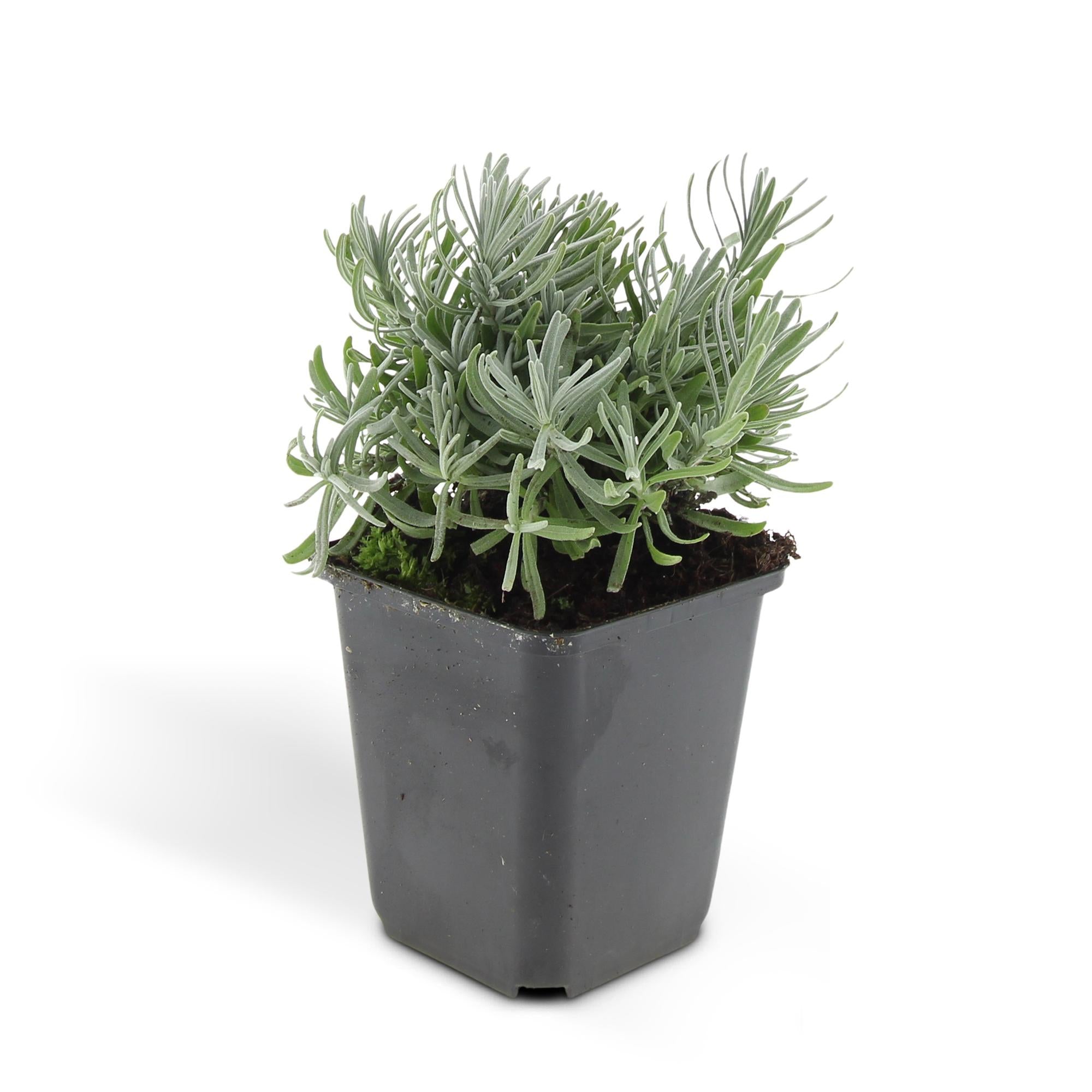 48x Lavendel - Lavandula 'Hidcote' | 10-25cm | Ø9cm
