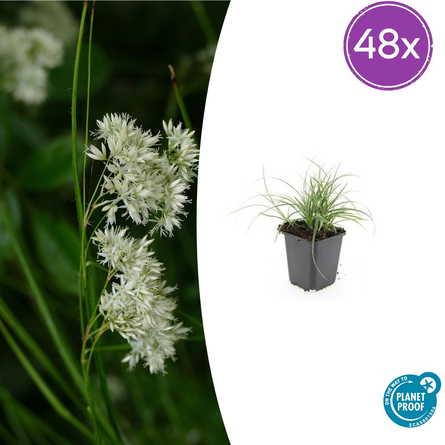 48x Schneeschwingel - Luzula nivea | 10-25cm | Ø9cm