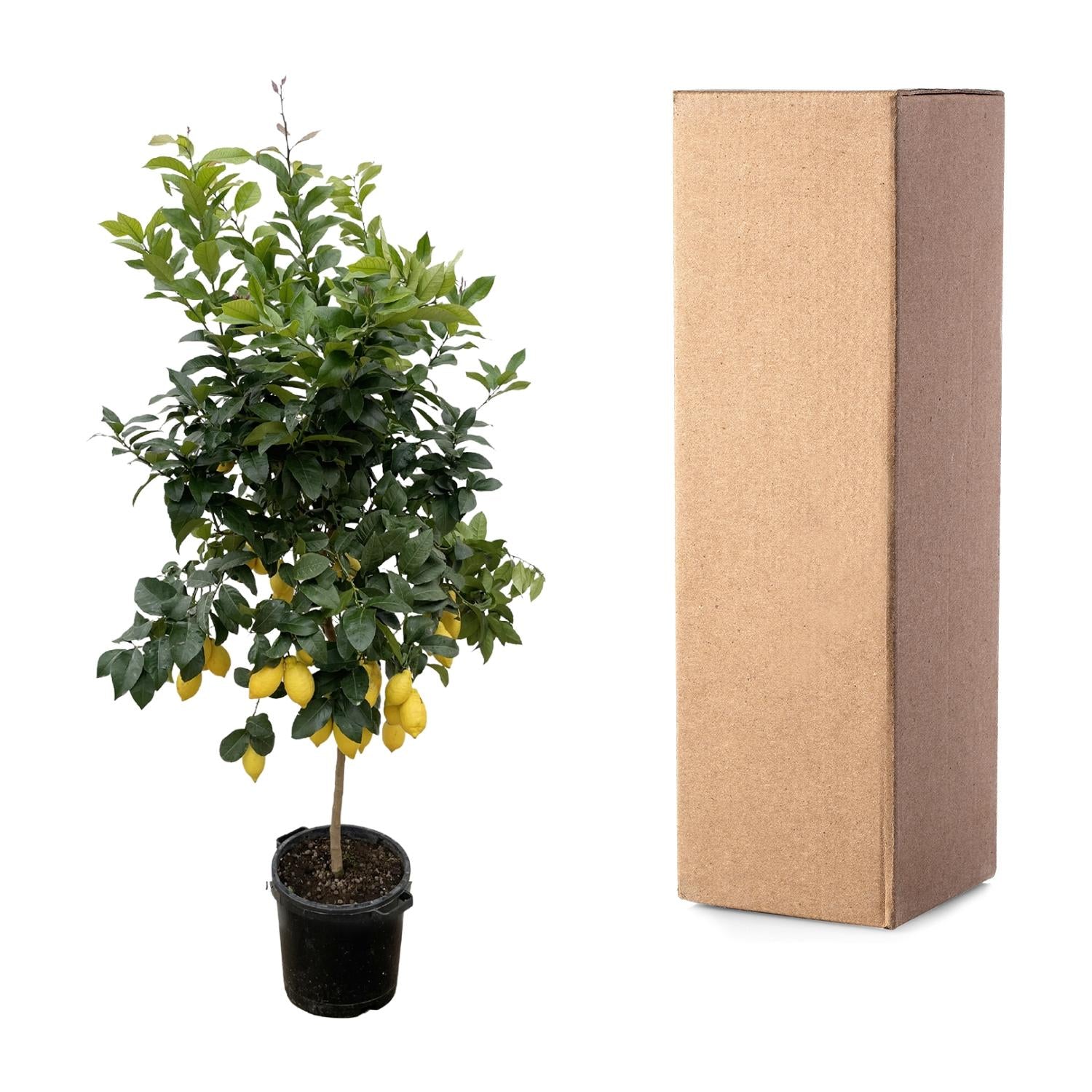 Zitronenbaum - Citrus Lemon | 200cm | Ø40 cm
