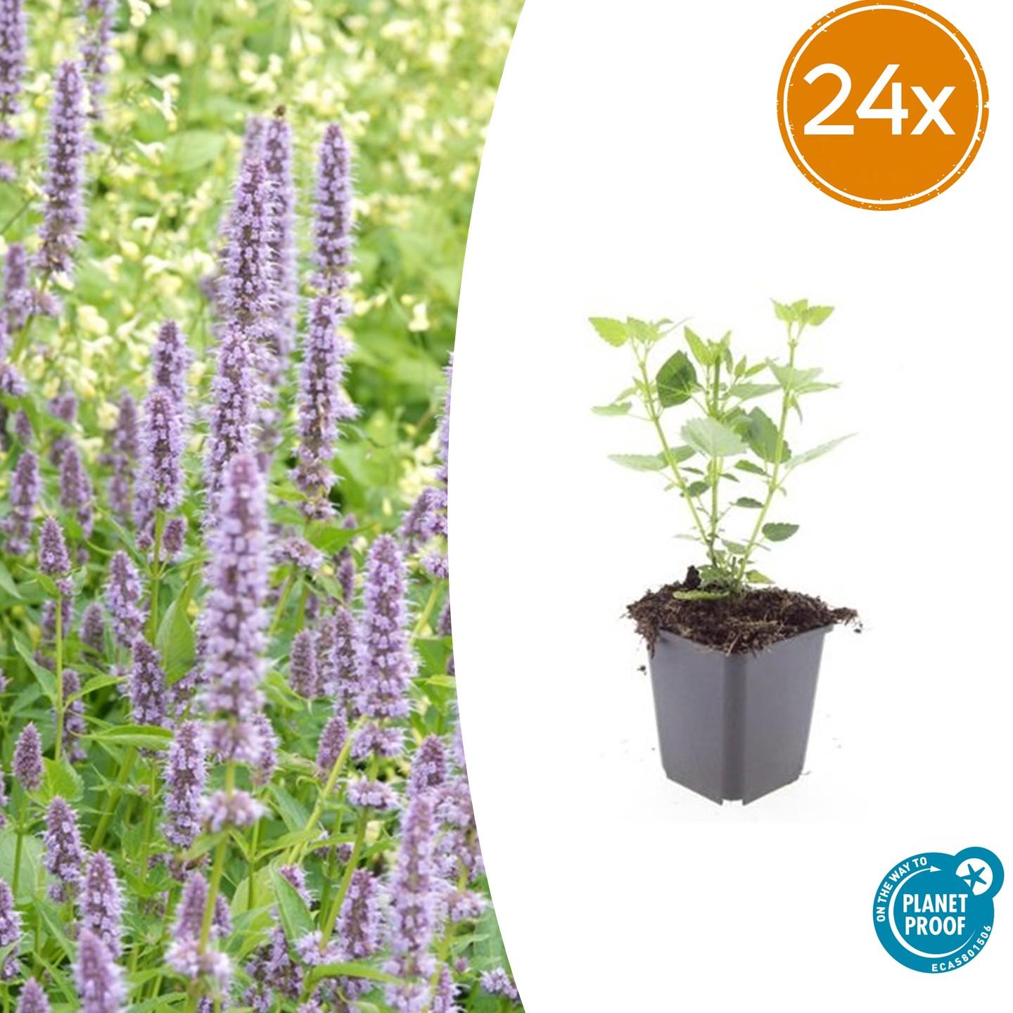 24x Duftnessel - Agastache 'Blue Fortune' | 10-25cm | Ø9cm