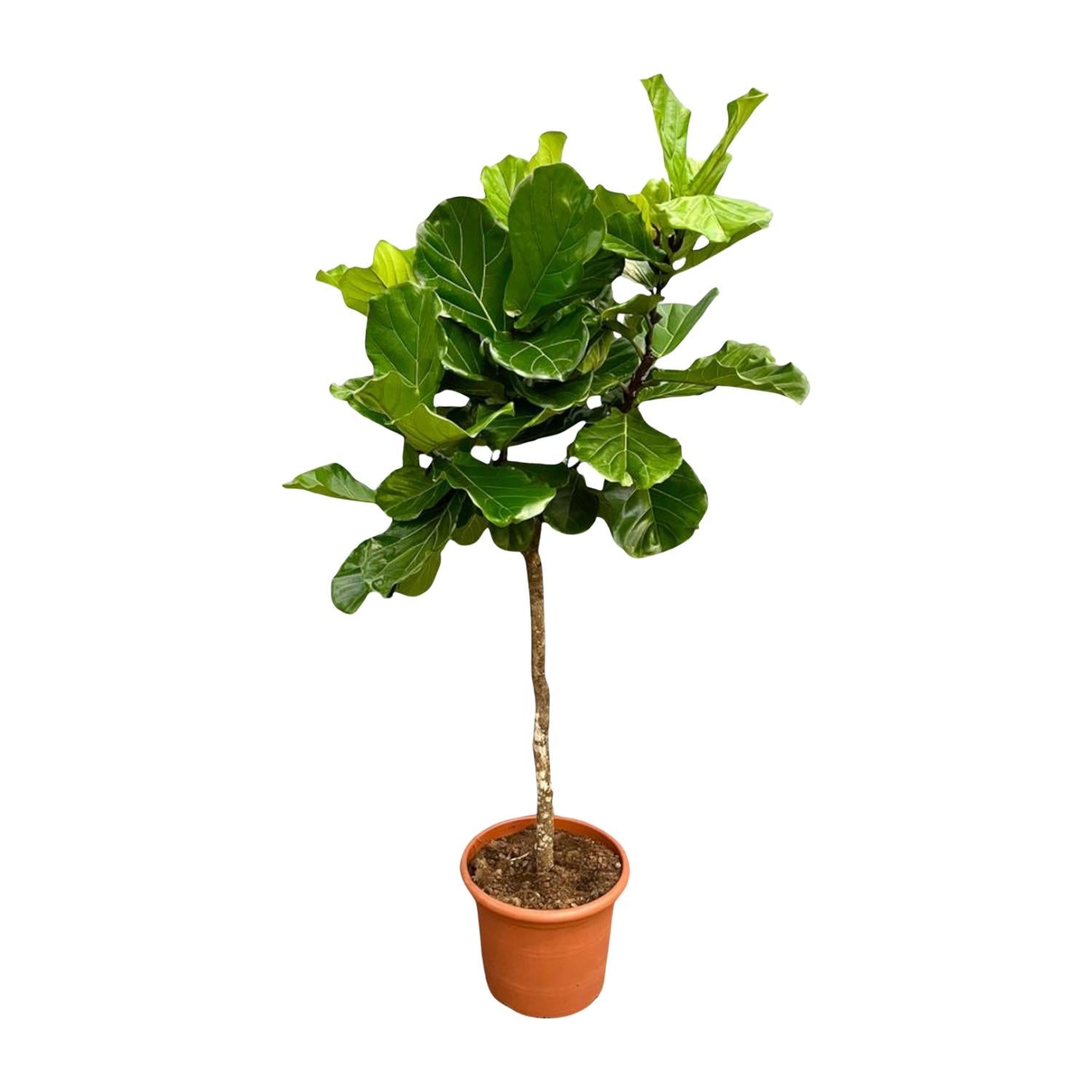 Ficus Lyrata - Geigenfeige XXL | 200 cm | Ø40 cm
