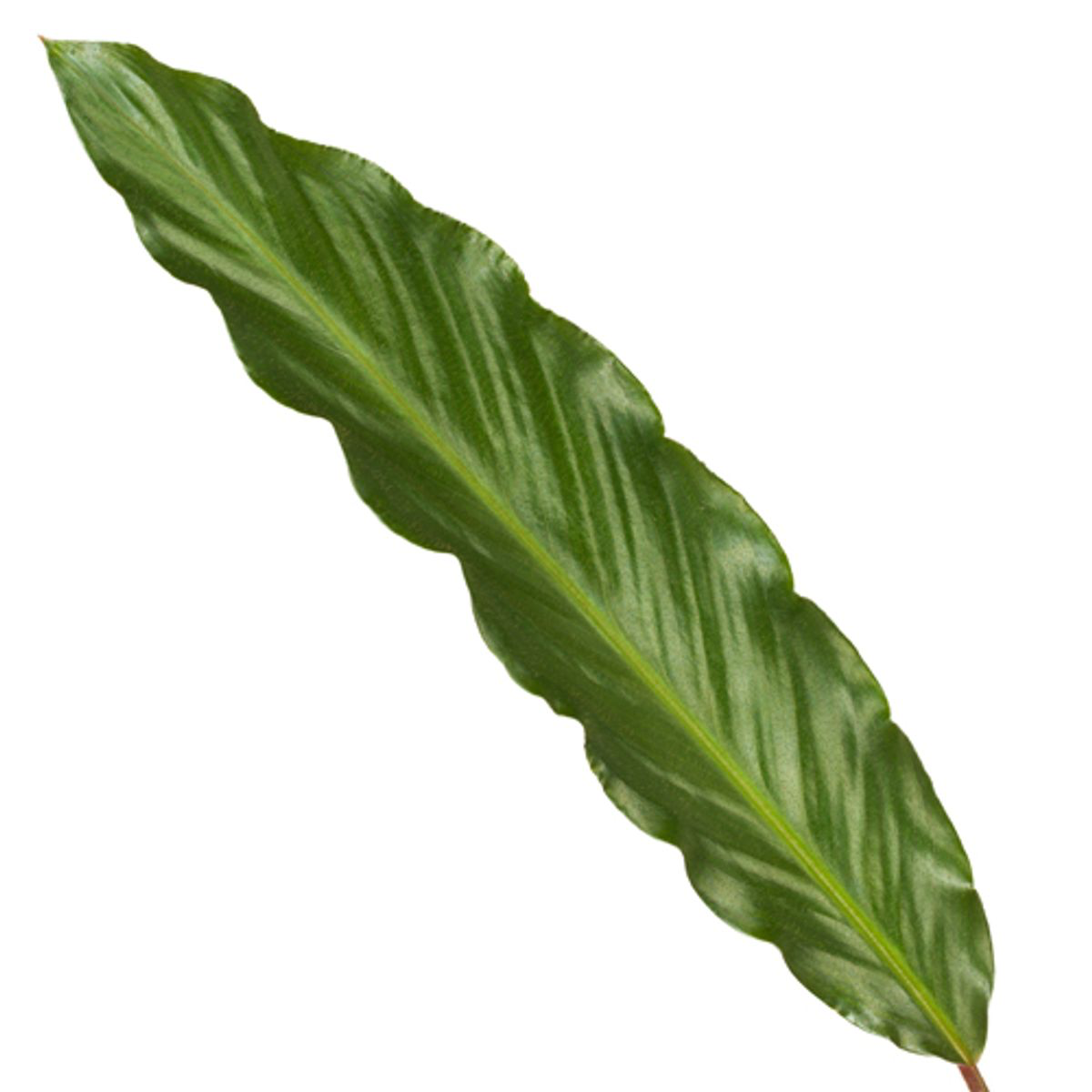 Korbmarante - Calathea Wavestar | 80 cm | Ø19cm