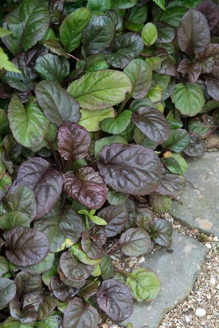 24x Riesengünsel - Ajuga reptans 'Catlin's Giant' | 10-25cm | Ø9cm