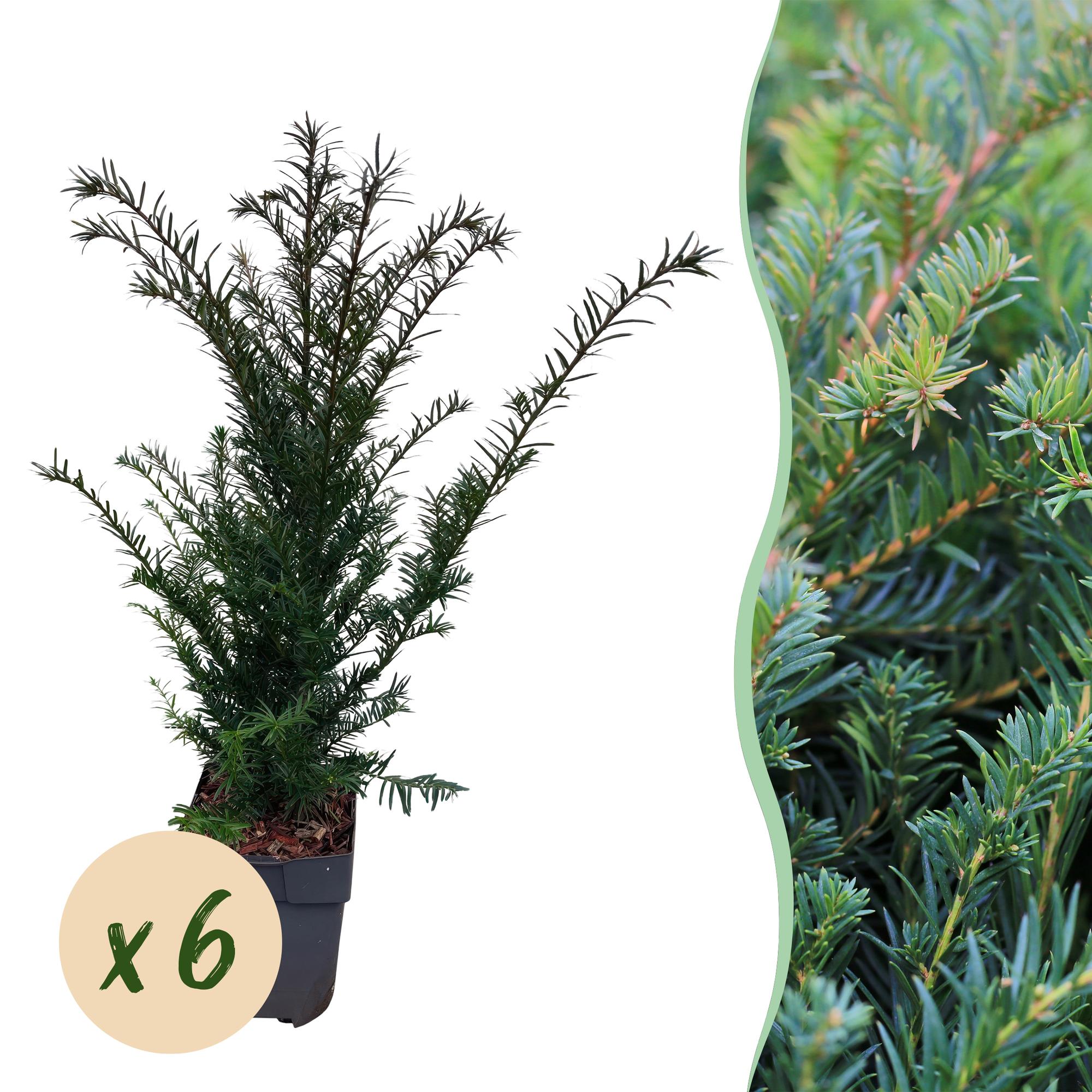 6x Europäische Eibe - Taxus baccata | 6 Pflanzen - 1 laufender Meter | Topf 17cm - Höhe 60cm