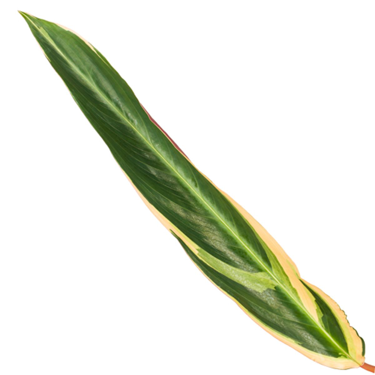 Korbmarante - Calathea Triostar (Stromanthe) | 80 cm | Ø19cm
