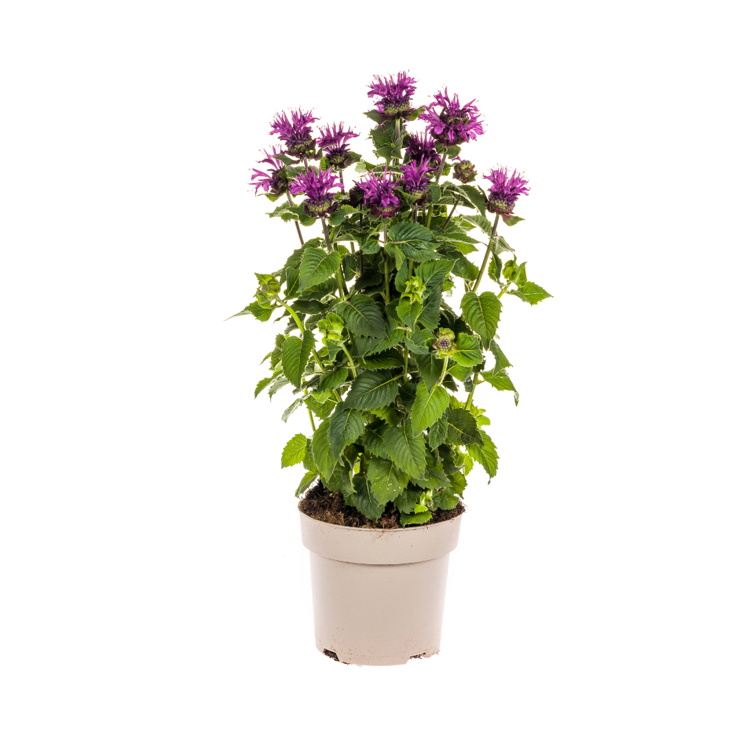 Purpur-Malve - Monarda Didyma Purple | 45-60 cm | Ø19 cm