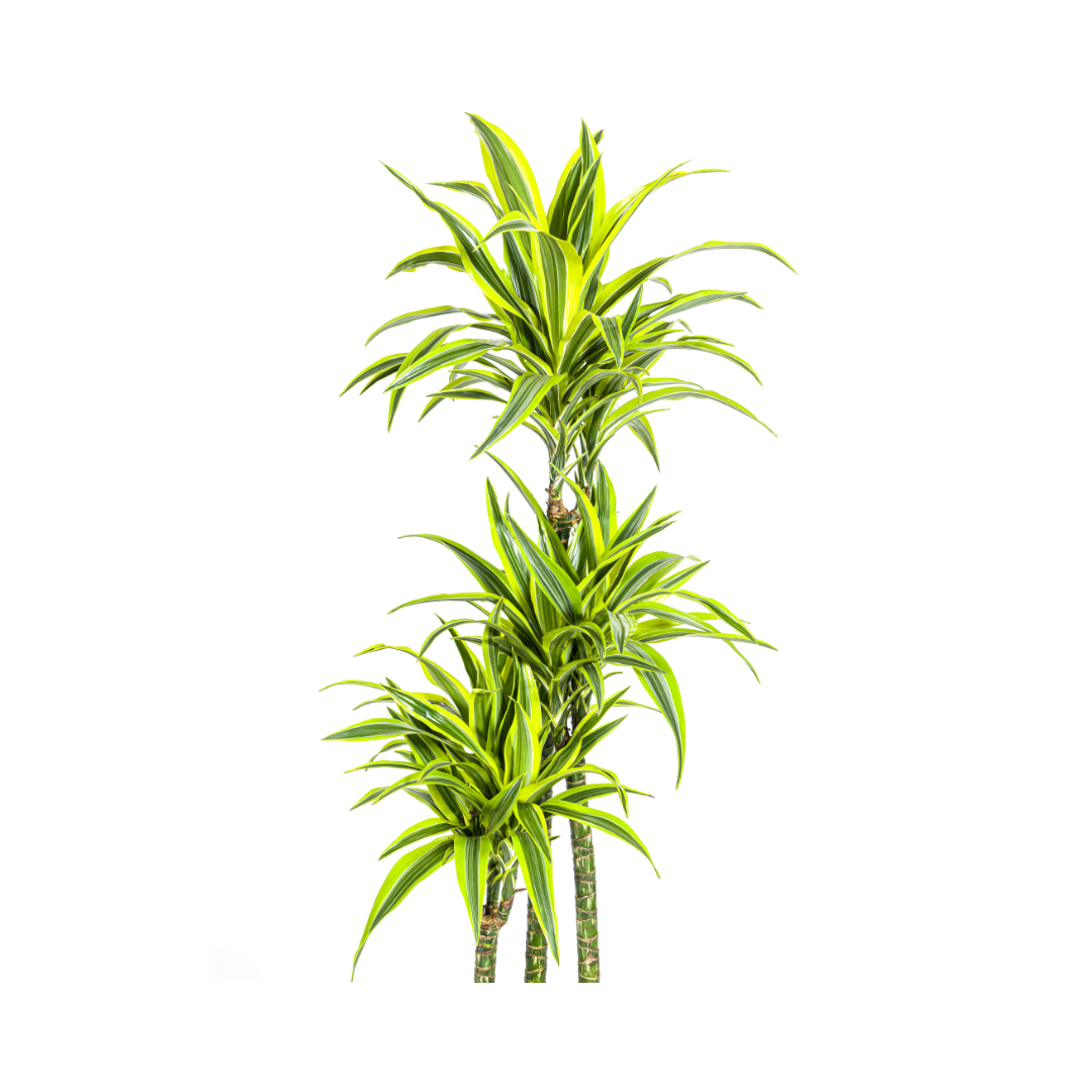Drachenbaum - Dracaena Deremensis Lemon Lime | 170 - 190cm | Ø27cm
