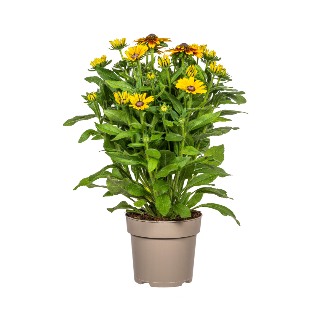 Sonnenhut - Rudbeckia Summerina | 45-60 cm | Ø19 cm