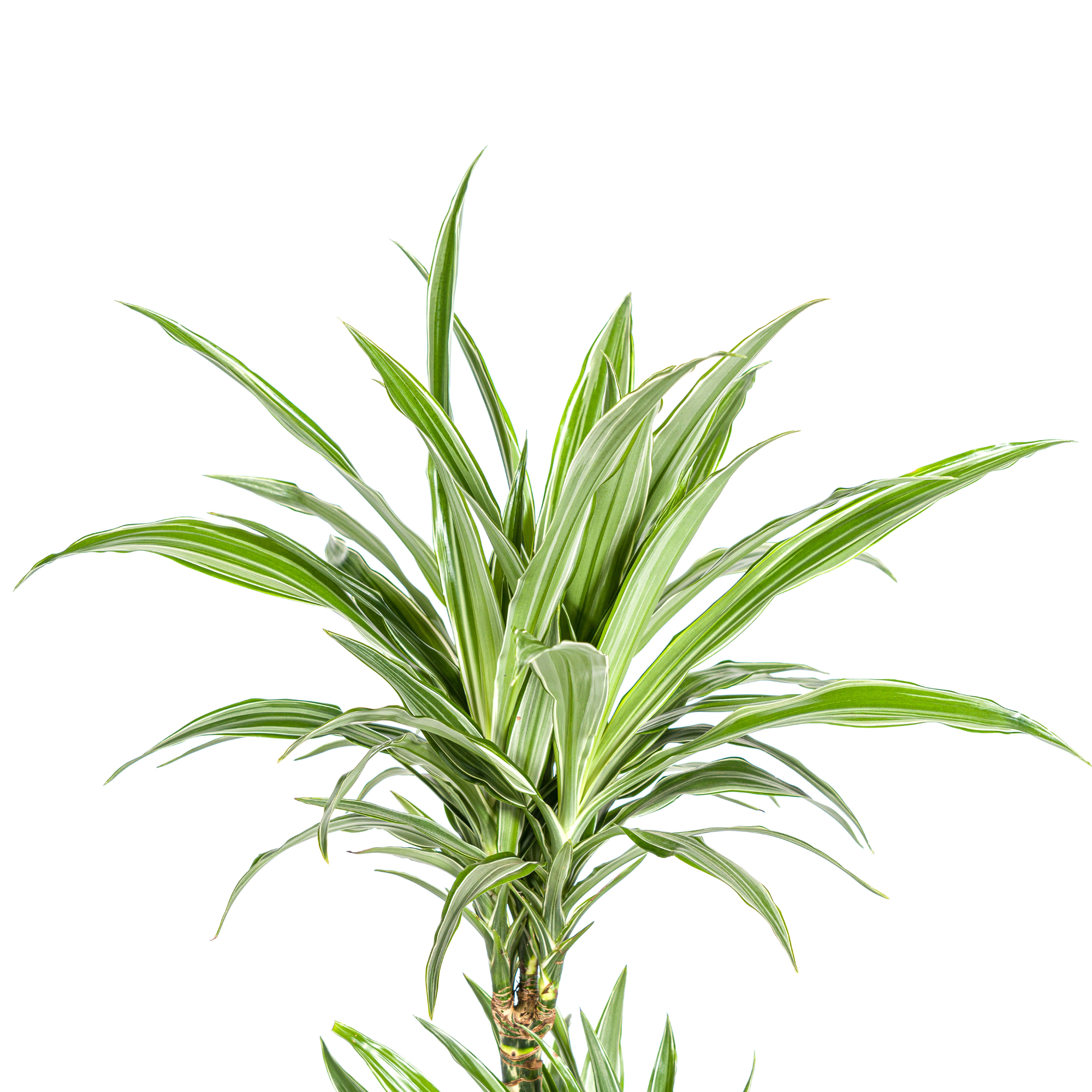 Drachenbaum - Dracaena Deremensis White Stripe | 70 - 90cm | Ø19cm