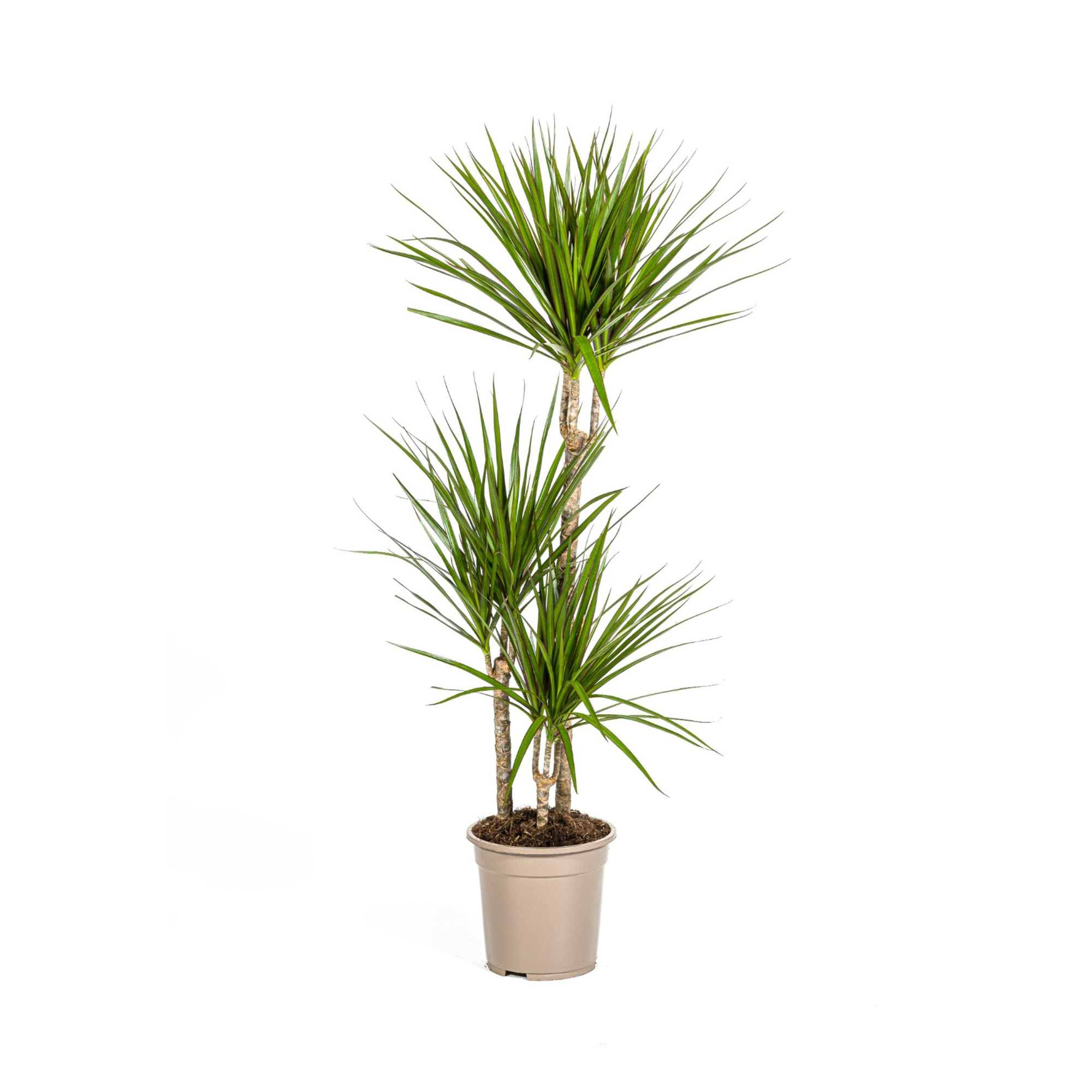 Drachenbaum - Dracaena Marginata Green | 110 - 130cm | Ø21cm