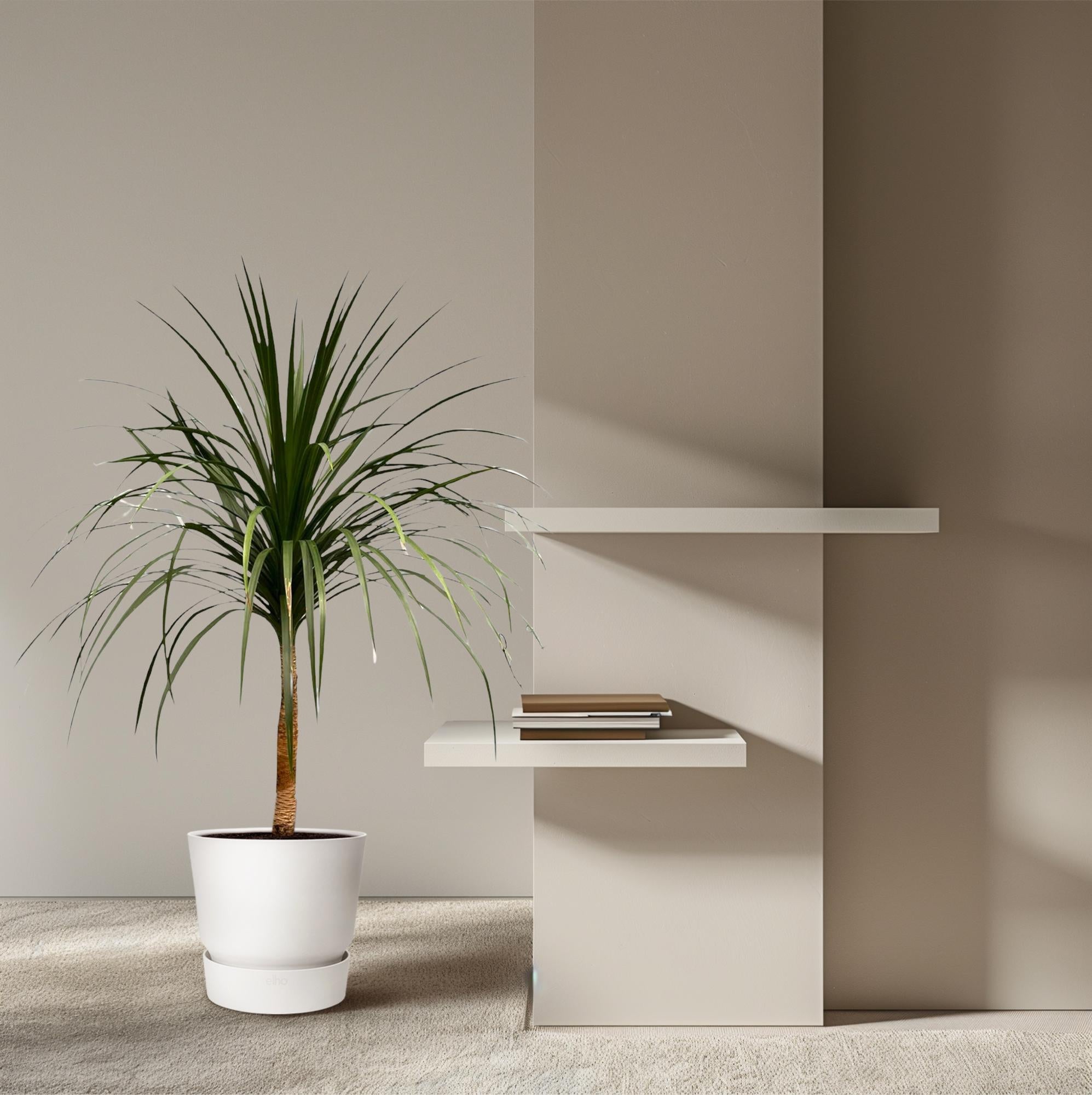 Drachenbaum – Dracaena Draco | 120 cm | Ø30 cm