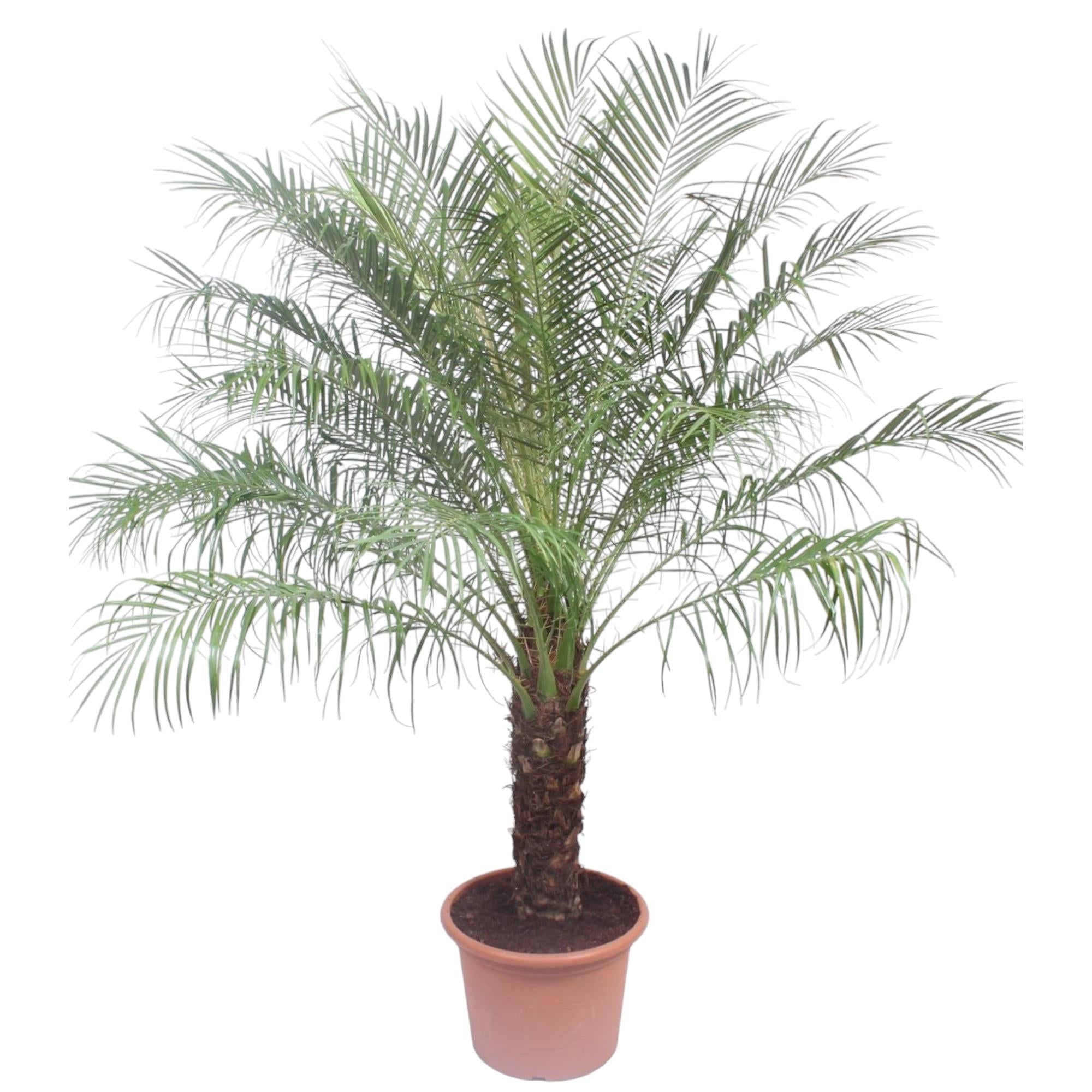 Phoenix Roebelenii - Zwergdattelpalme XXL | 200 cm | Ø40 cm