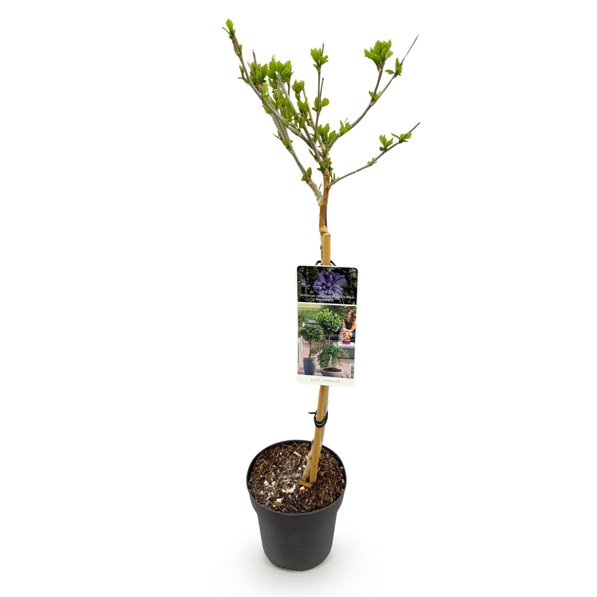 Garteneibisch Blue Chiffon® – Hibiscus syriacus | Stammpflanze | 90 cm | Ø19 cm